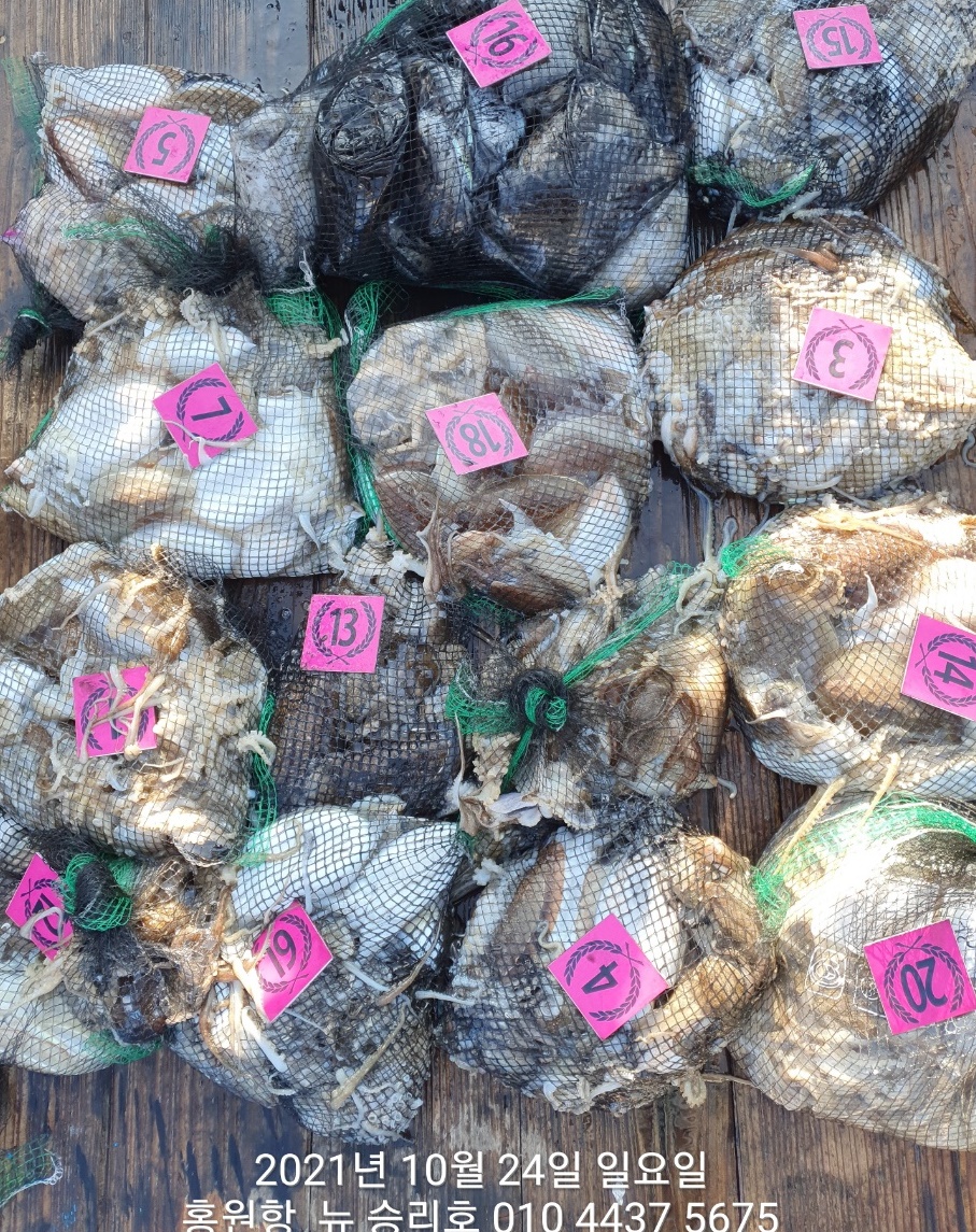 *쭈꾸미* 낚시의 원조 (홍원항) 요포선단 ^위풍당당^ 뉴~승리호 10/24 갑오징어& 쭈꾸미 조황입니다!!