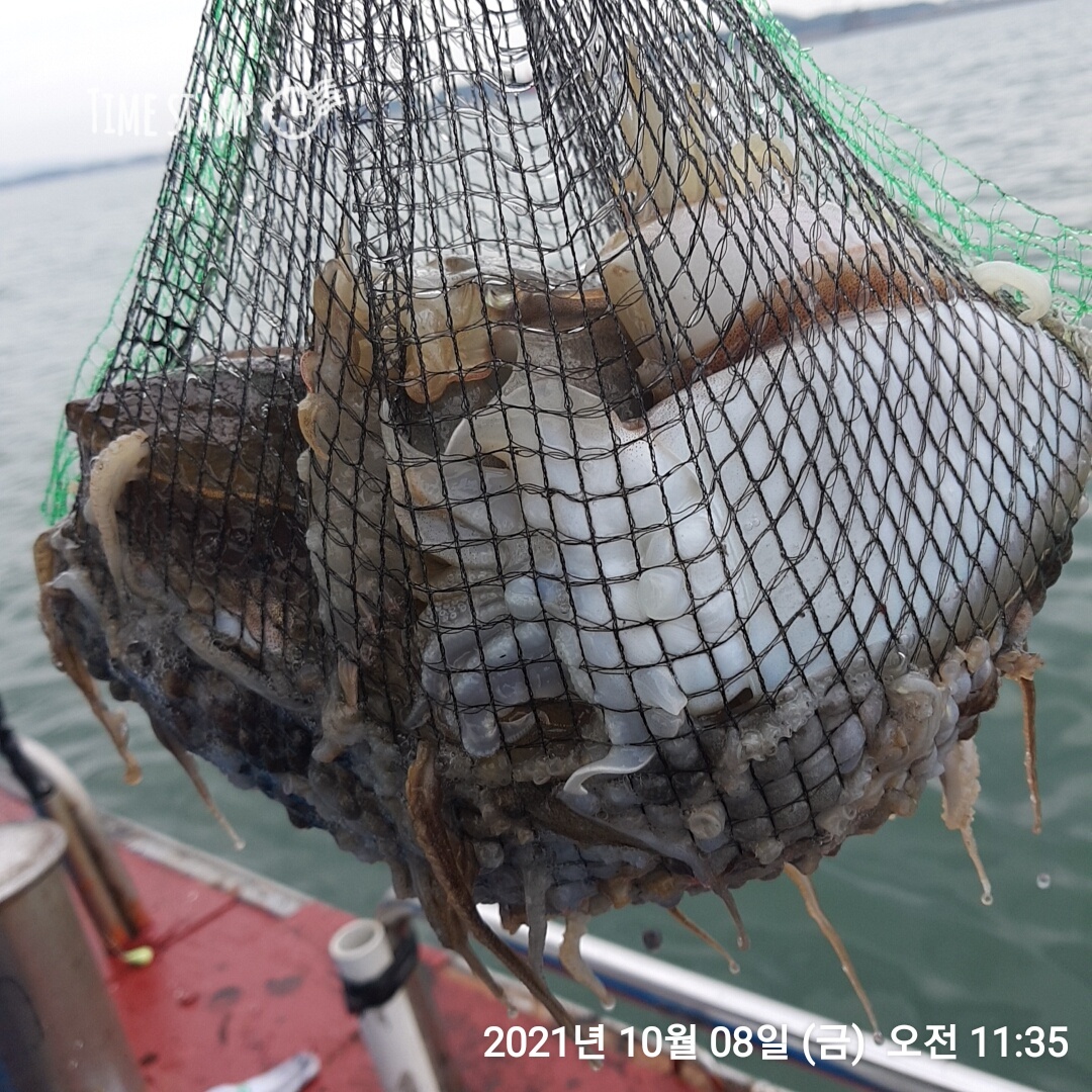 *쭈꾸미* 낚시의 원조 홍원항 요포낚시 ~제1선단~장진호 선장님 찜낚 조황입니다!!