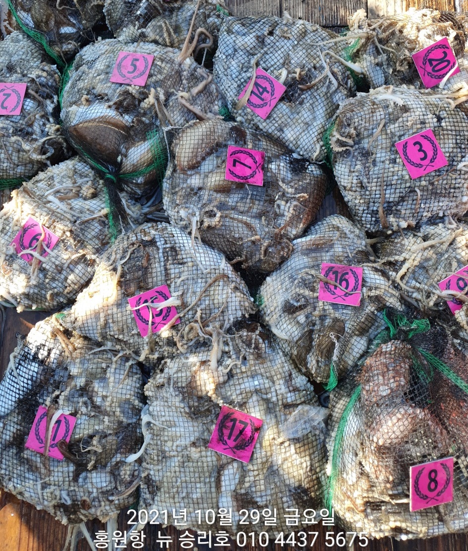 *쭈꾸미* 낚시의 원조 (홍원항) 요포선단 ^위풍당당^ 뉴~승리호10/29 쭈꾸미&갑오징어 망탱이 조황!!