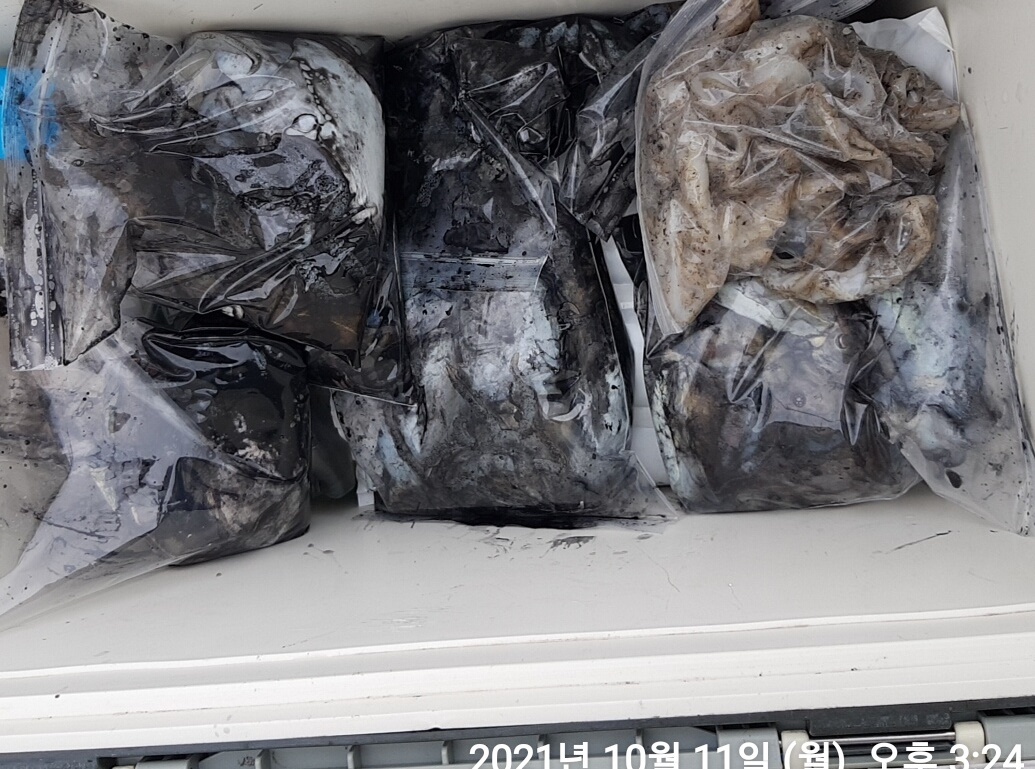 *쭈꾸미* 낚시의 원조 (홍원항) 요포선단 ~제1선단~장진호 10월11일  갑오징어& 쭈꾸미 조황입니다!!