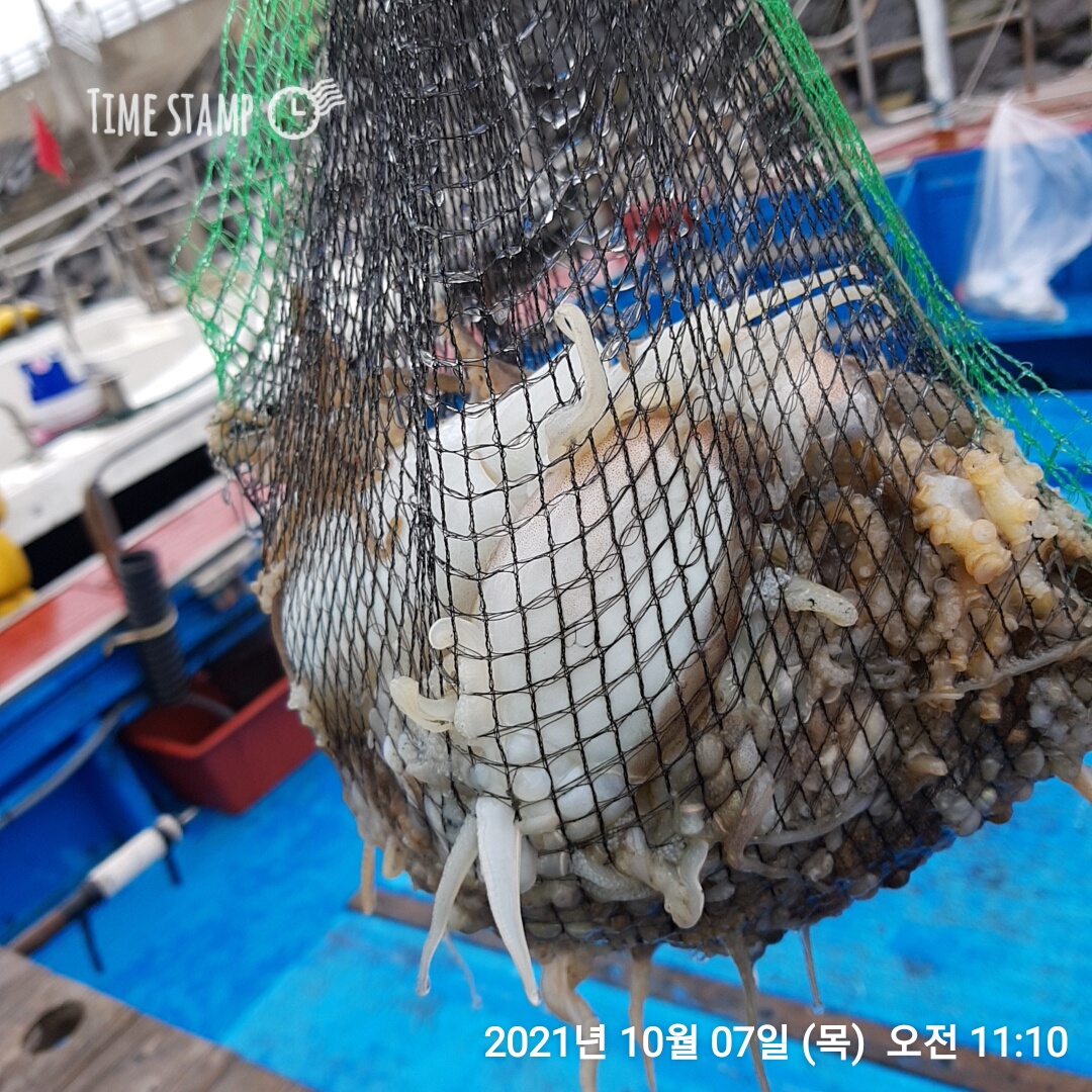 10월07일 장진호 김선장 짬낚시