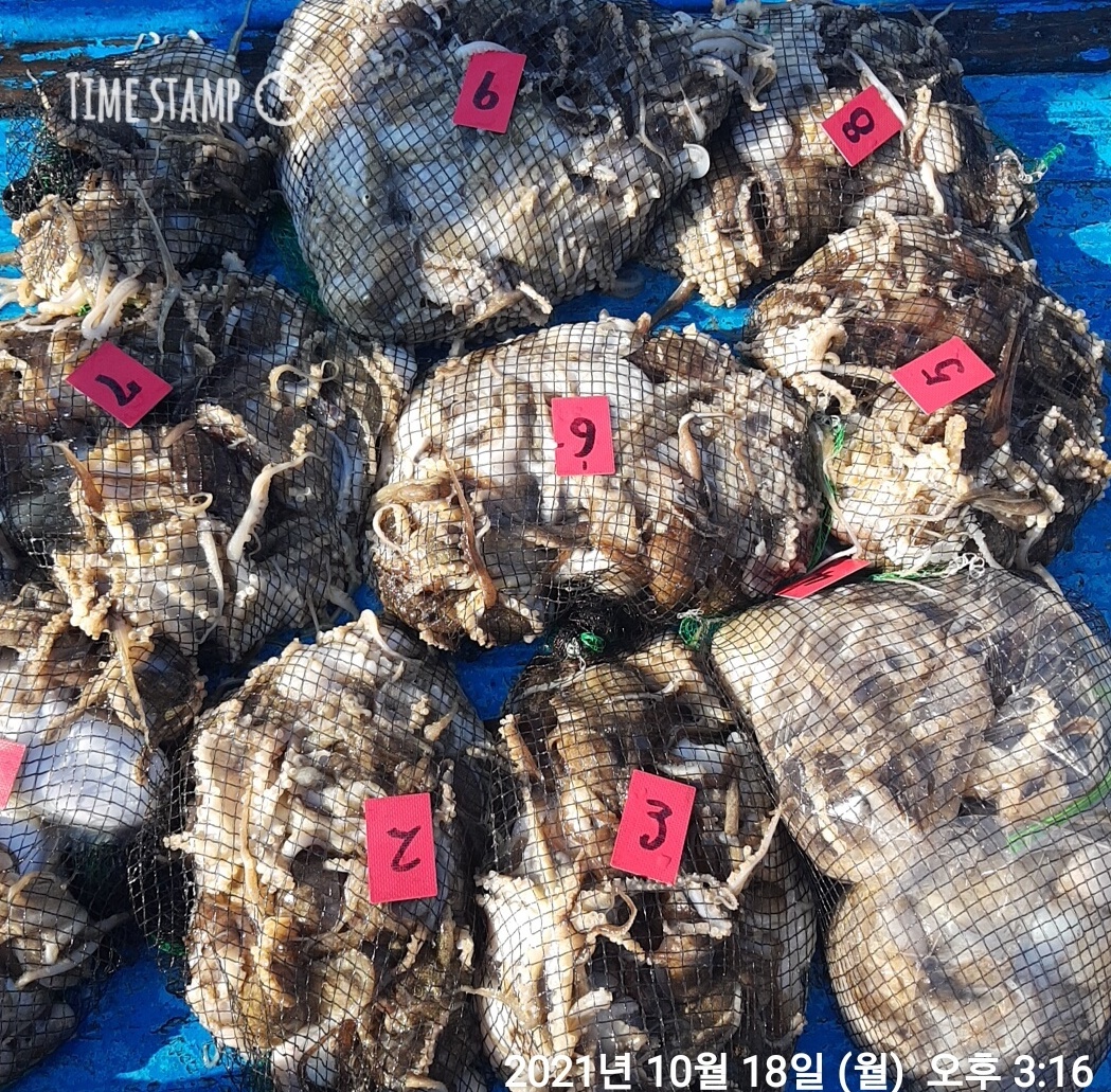 ***쭈꾸미*** 낚시의 원조 홍원항 (요포선단) ~제1선단~ 장진호 쭈꾸미&갑오징어 망탱이 조황!!