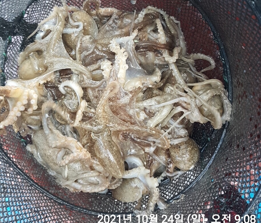 ~~~10/24 다시 살어난 갑오징어&쭈꾸미 홍원항 요포낚시 ~제1선단 장진호 실시간조황~~~