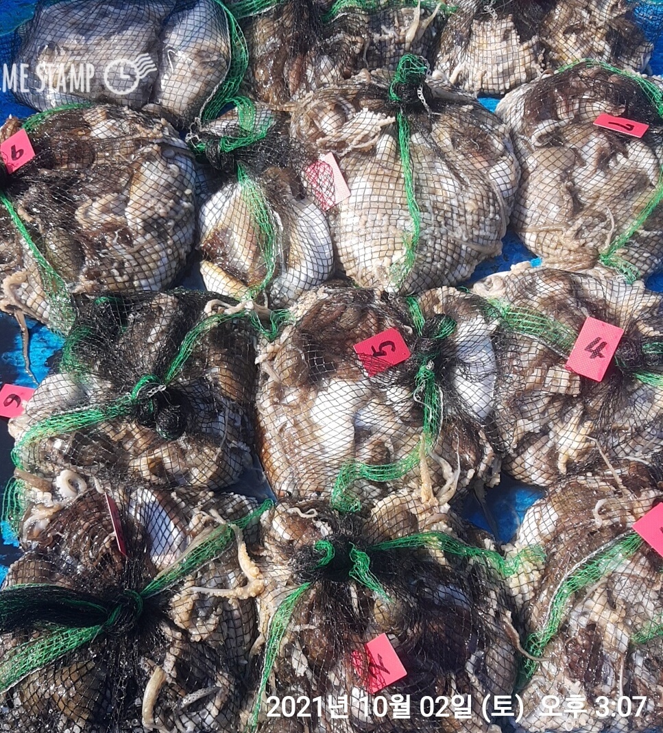 ***쭈꾸미*** 낚시의 원조 ((홍원항)) 요포선단 ~장진호~ 10월2일  갑오징어& 쭈꾸미 조황입니다!!