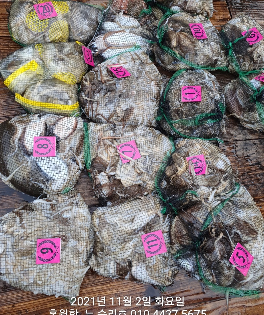 11/2 *쭈꾸미* 낚시의 원조 (홍원항) 요포선단 ^위풍당당^ 뉴~승리호 갑오징어&쭈꾸미 망탱이 조황!!