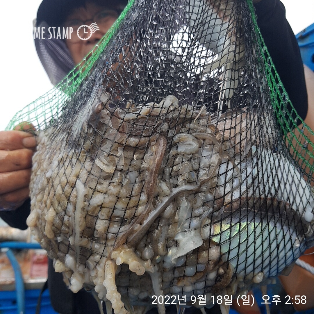 9/18 ***쭈꾸미*** (낚시의 원조 홍원항) 요포선단 ~제1선단  장진호  만~족~~한 망태기 조황!!