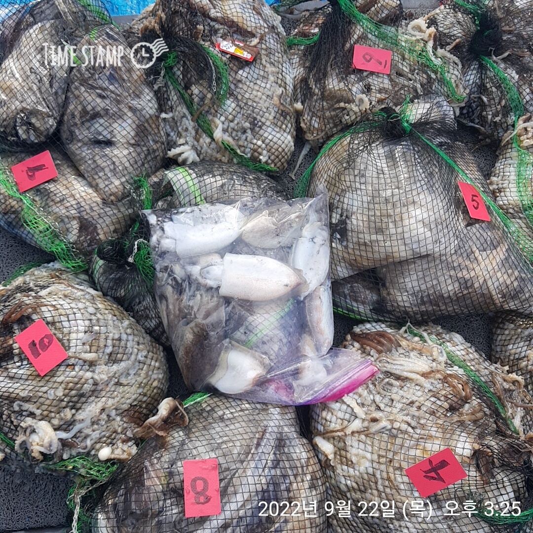 ***쭈꾸미*** (낚시의 원조 홍원항) 요포선단 ~제1선단  장진호 9/22 빵~빵한 망태기 조황!!