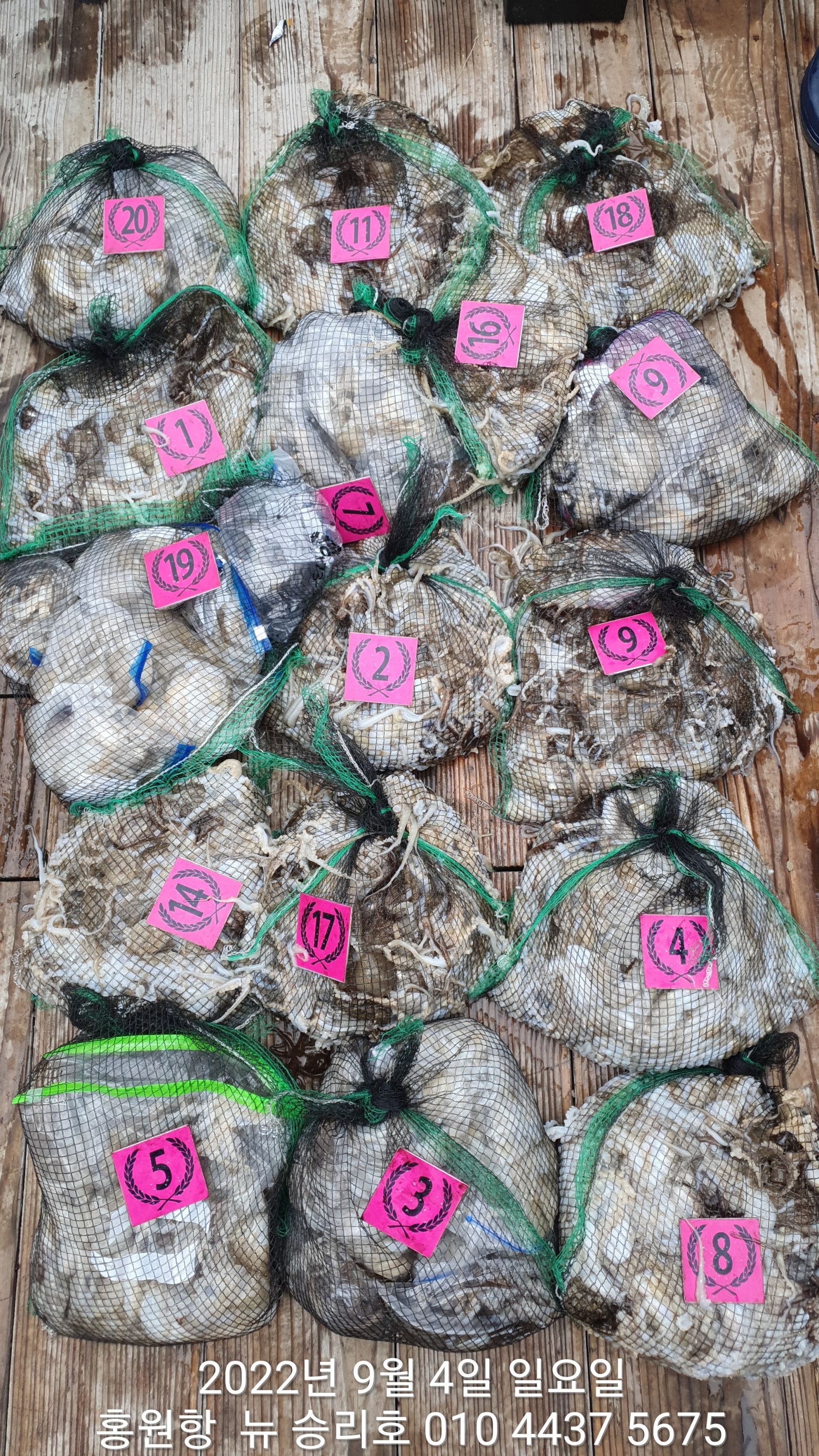 **쭈꾸미** (낚시의 원조 홍원항)  ^^위풍당당^^ 뉴~ 승리호 9/4  대~박~~ 망태기 조황입니다!!