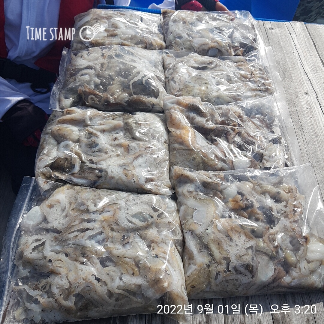 **쭈꾸미 낚시의 원조**홍원항 요포낚시 ~제1선단~ 장진호  9월1일 쭈꾸미 조황입니다!!