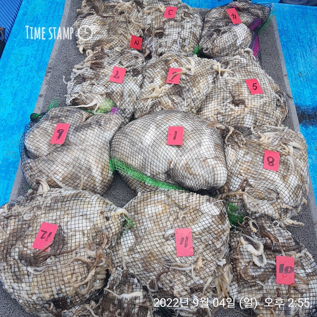 ***쭈꾸미*** (낚시의 원조 홍원항) 요포선단 ~제1선단  장진호 9/4 만~족~~한 망태기 조황!!