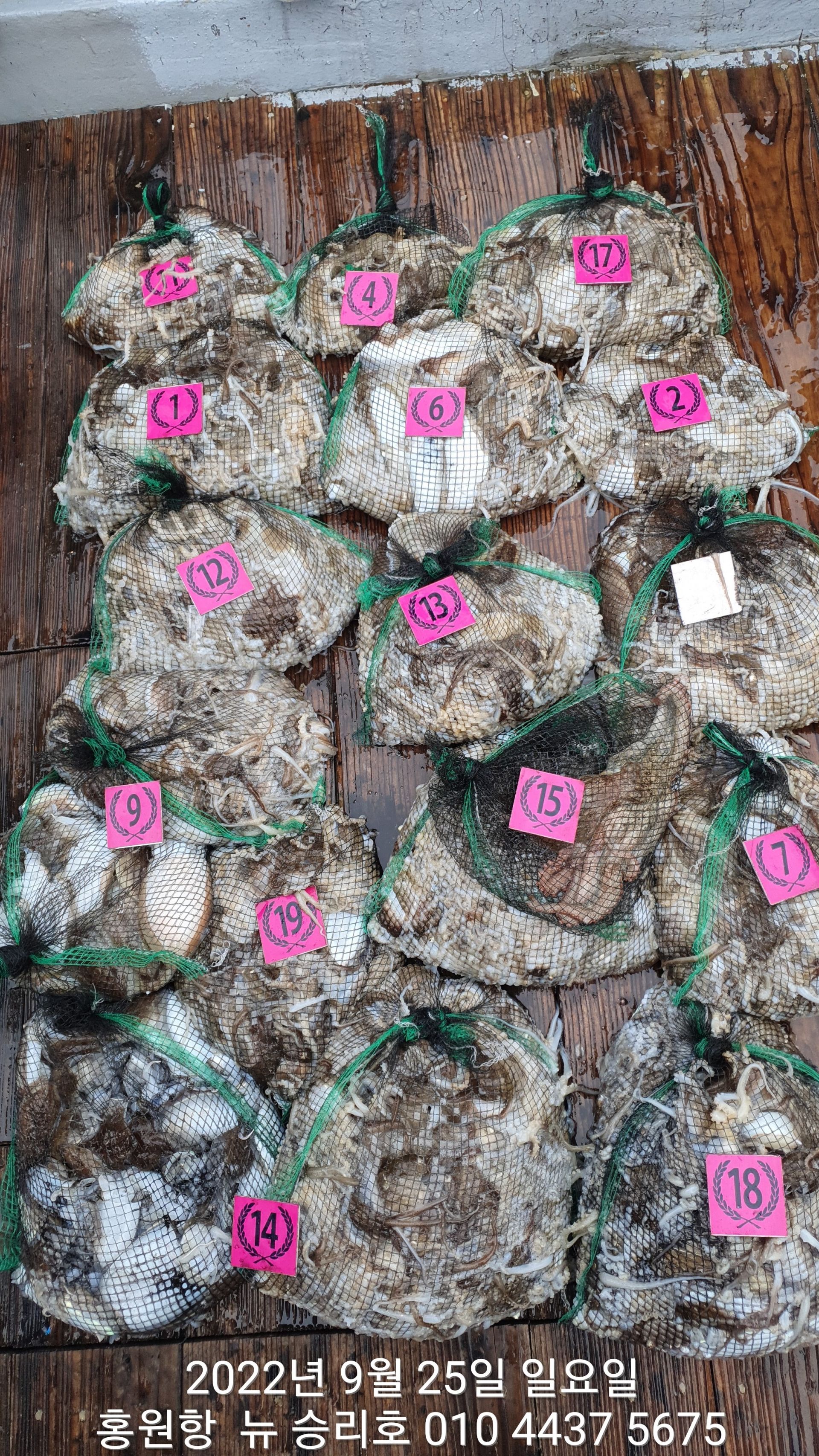 **쭈꾸미** (낚시의 원조 홍원항)  ^위풍당당^ 뉴~ 승리호 9/25 왕~대~박~~망태기 조황입니다!!