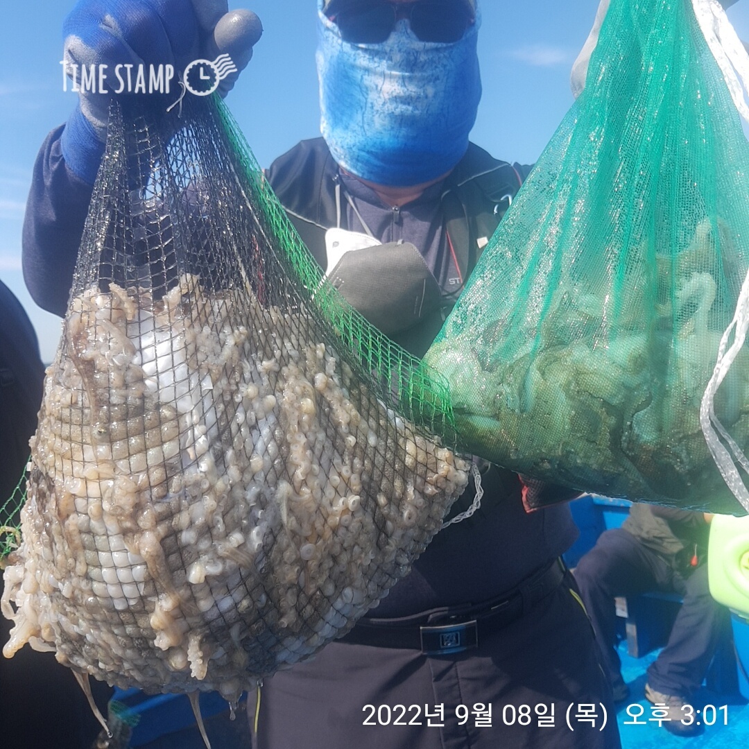 ***쭈꾸미*** (낚시의 원조 홍원항) 요포선단 ~제1선단~  장진호 9/8 엄~청~난  망태기 조황!!