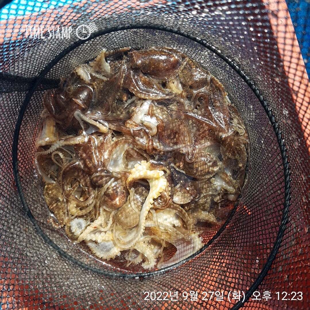 9월27일 요포선단 ~제1선단~ 장진호 선잔님 안주거리장만 짬낚!!