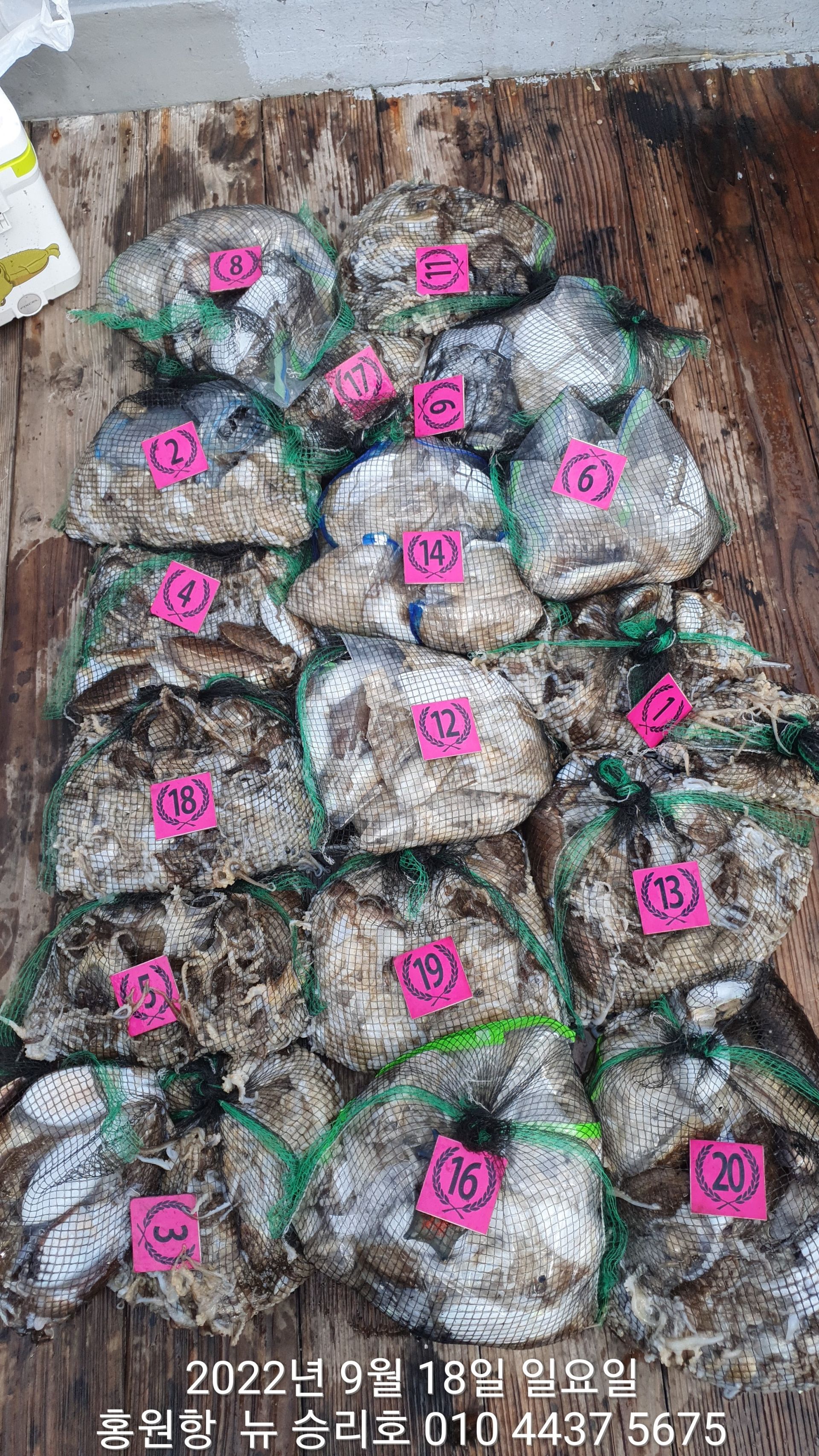 **쭈꾸미** (낚시의 원조 홍원항)  ^^위풍당당^^ 뉴~ 승리호 9/18 대~박~~망태기 조황입니다!!