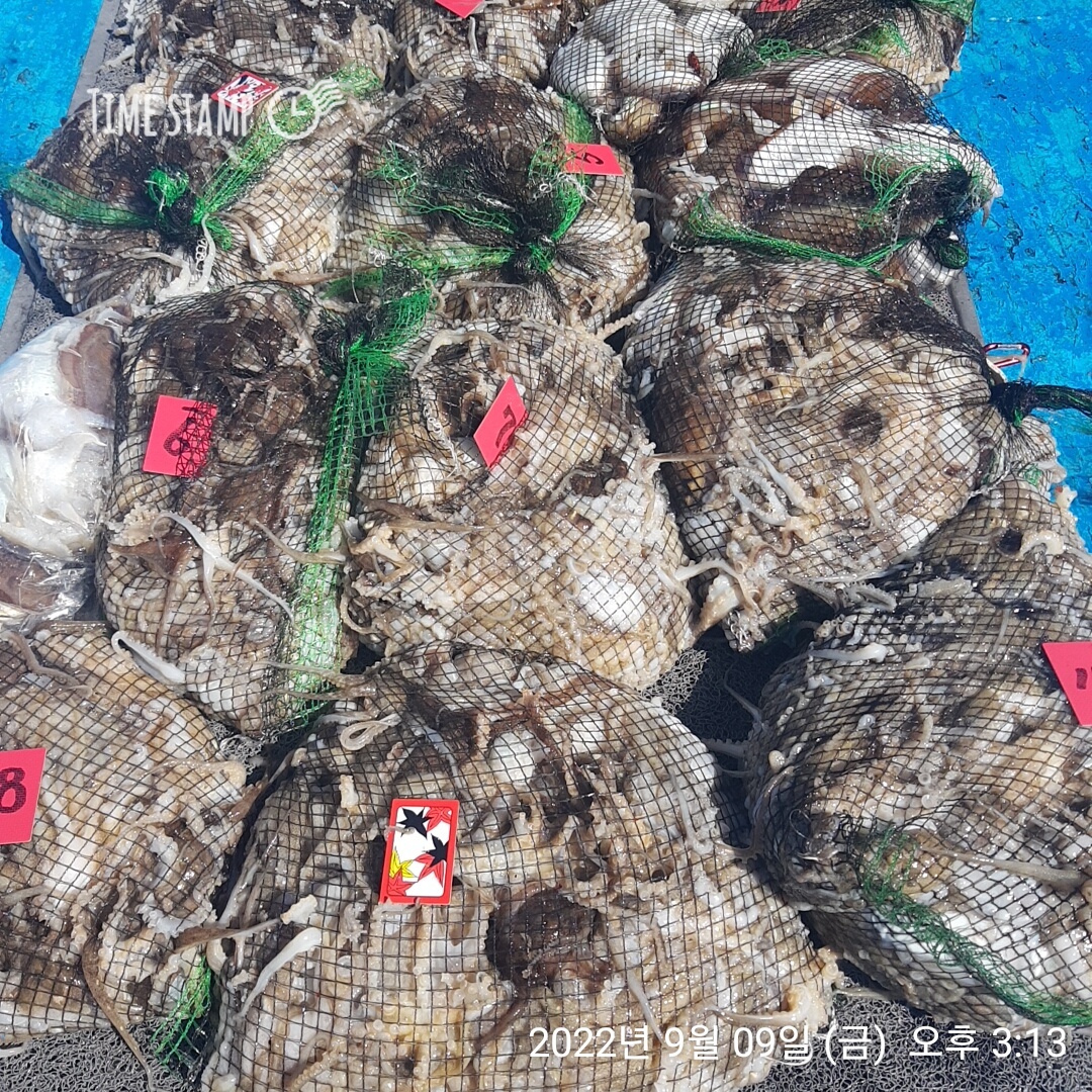 ***쭈꾸미*** (낚시의 원조 홍원항) 요포선단 ~제1선단  장진호 9/9만~족~~한 망태기 조황!!