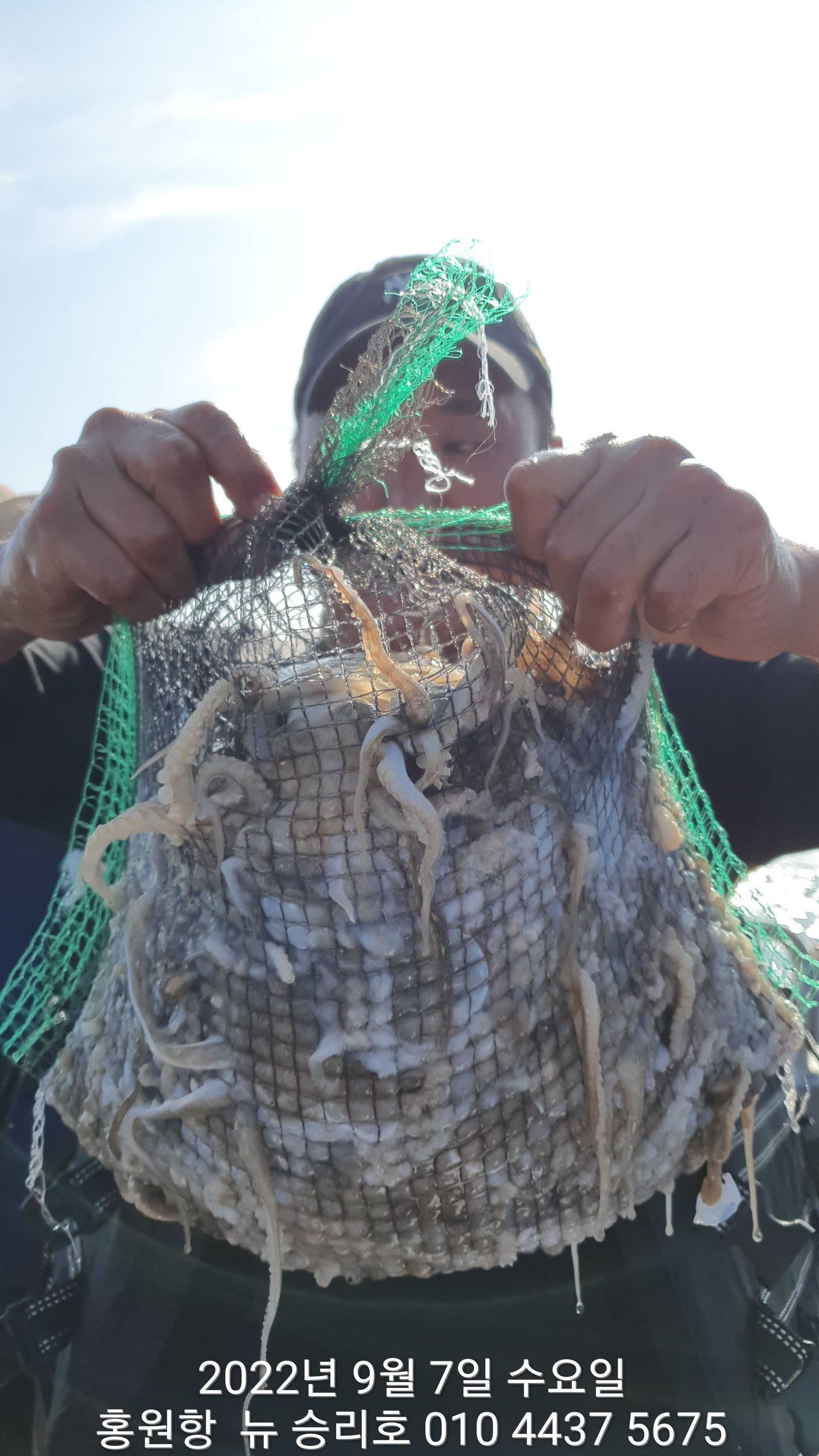 **쭈꾸미** (낚시의 원조 홍원항)  ^^위풍당당^^ 뉴~ 승리호 9/7 왕~대~박~~망태기 조황입니다!!