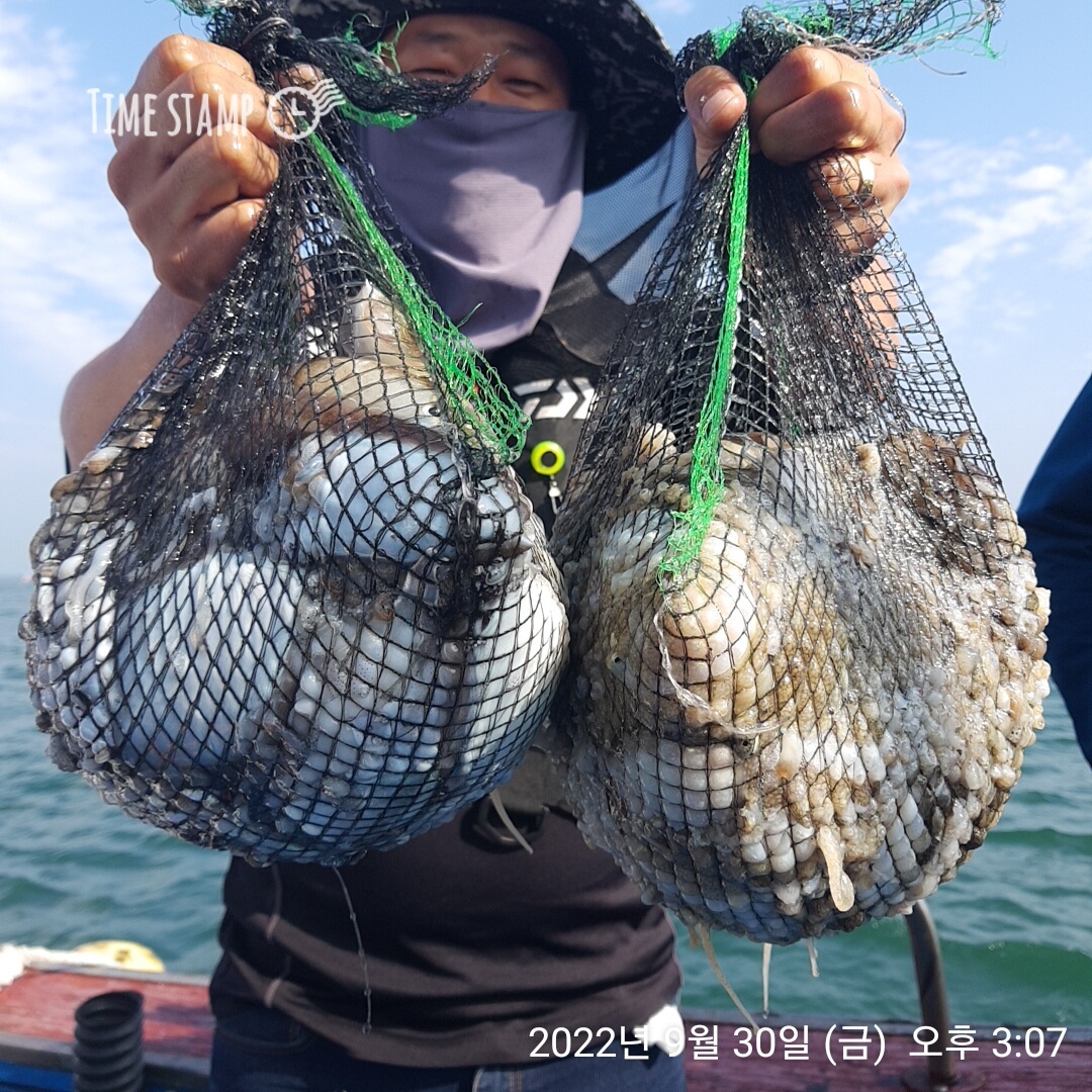 9월30일 요포낚시 ~제1선단~ 장진호 갑오징어&쭈꾸미 1인 2망태기 조황입니다!!