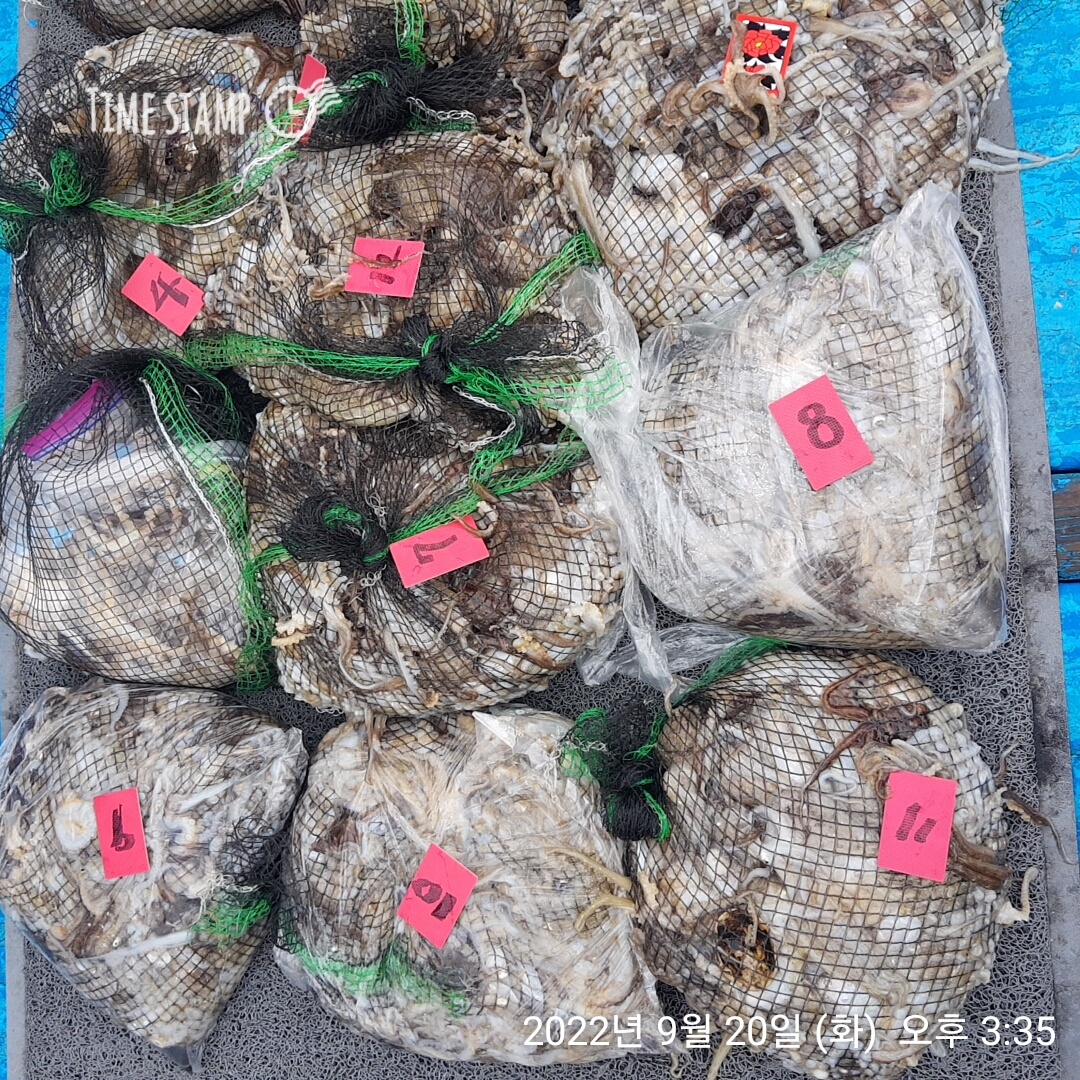 ***쭈꾸미*** (낚시의 원조 홍원항) 요포선단 ~제1선단  장진호 9/20 만~족~~한 망태기 조황!!