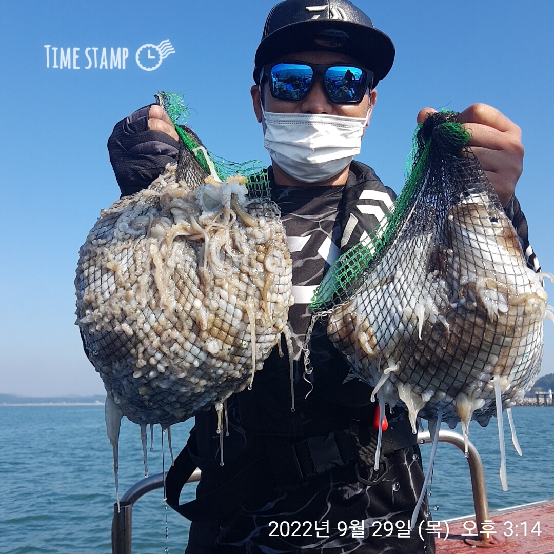 **쭈꾸미** (낚시의 원조 홍원항) 요포낚시 ~제1선단~ 장진호 9/29 쭈꾸미 망태기 조황입니다!!