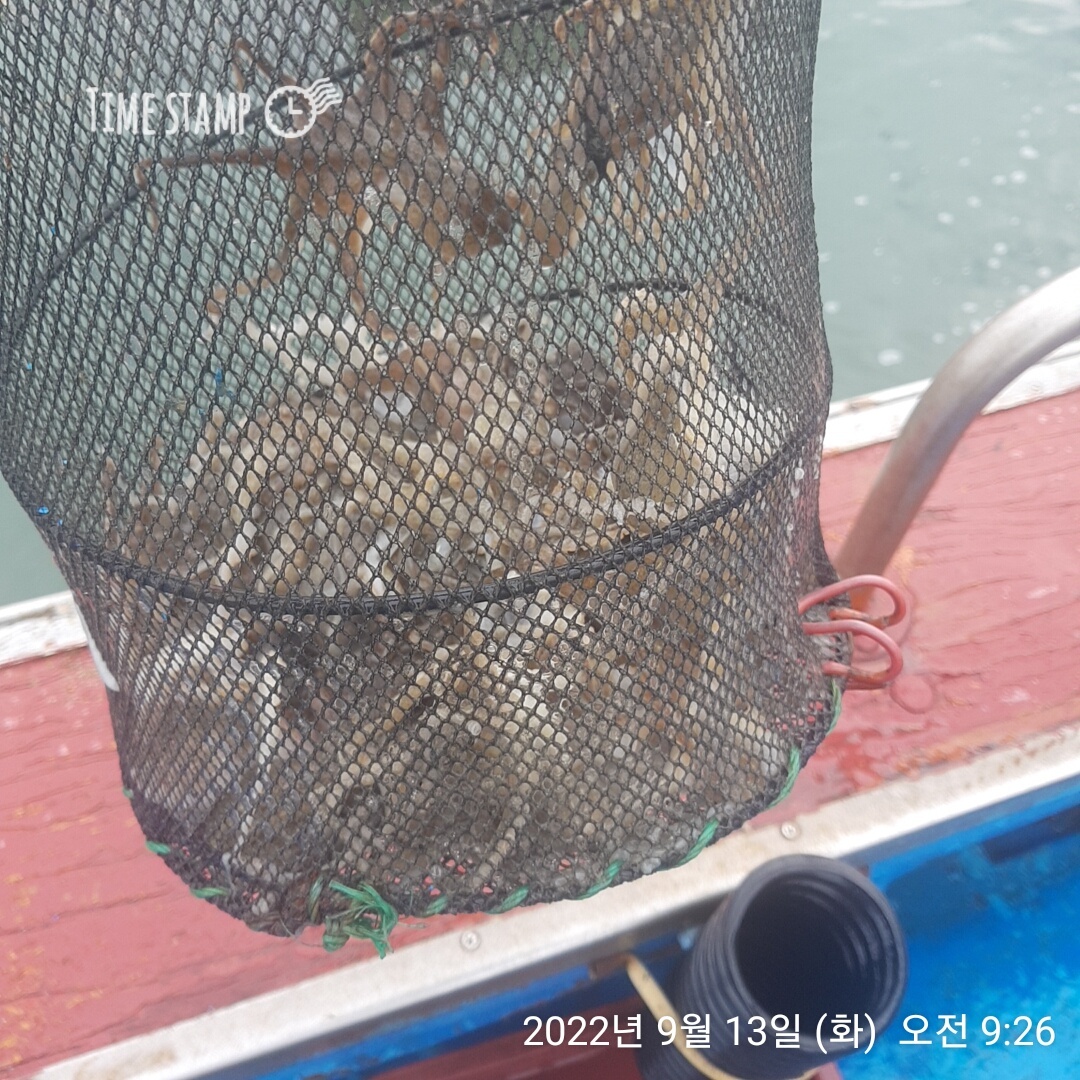**쭈꾸미** (낚시의 원조 홍원항) 요포낚시 ~제1선단~ 장진호 9/13  선장님  짬낚조황입니다!!