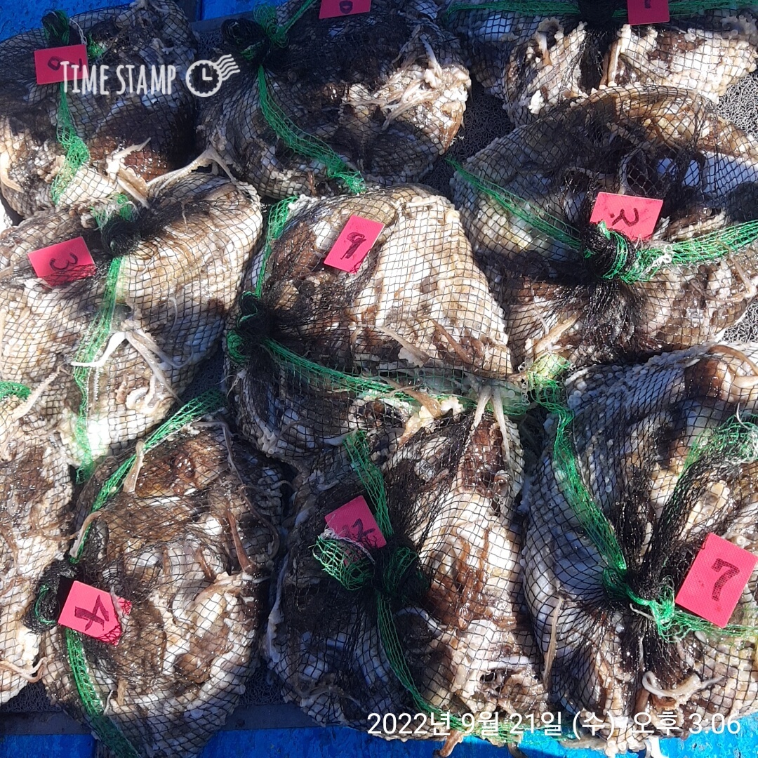 9/21***쭈꾸미*** (낚시의 원조 홍원항) 요포선단 ~제1선단~  장진호  만~족~~한 망태기 조황!!