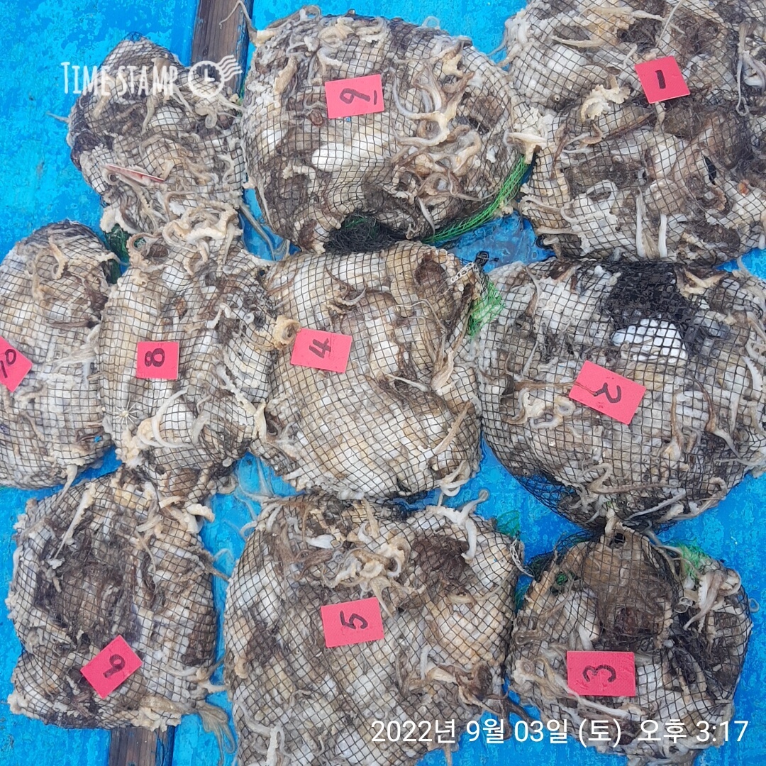 **쭈꾸미** (낚시의 원조 홍원항) 요포낚시 ~제1선단~ 장진호  쭈꾸미 한망태기 조황입니다!!