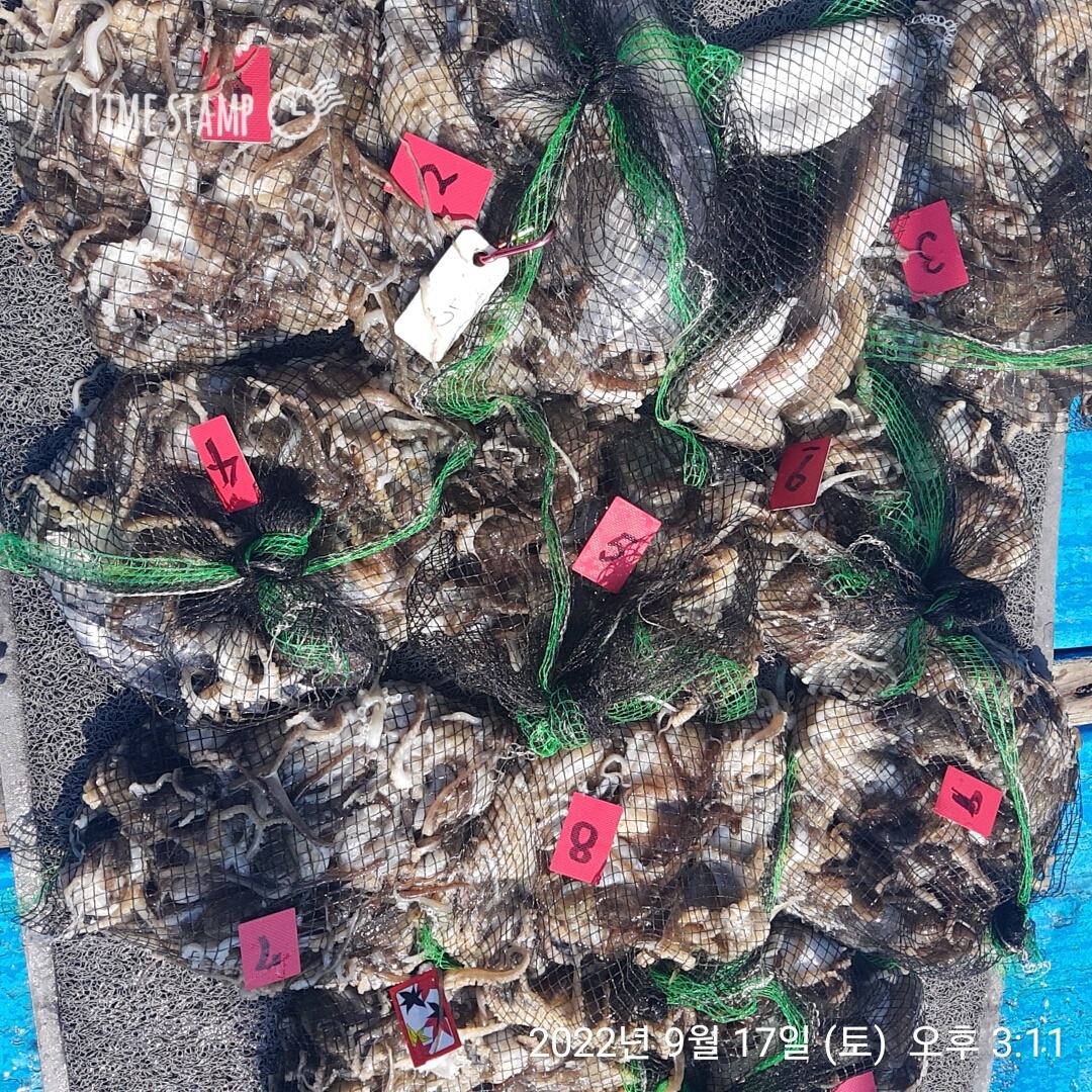 ***쭈꾸미*** (낚시의 원조 홍원항) 요포선단 ~제1선단  장진호 9/17 만~족~~한 망태기 조황!!