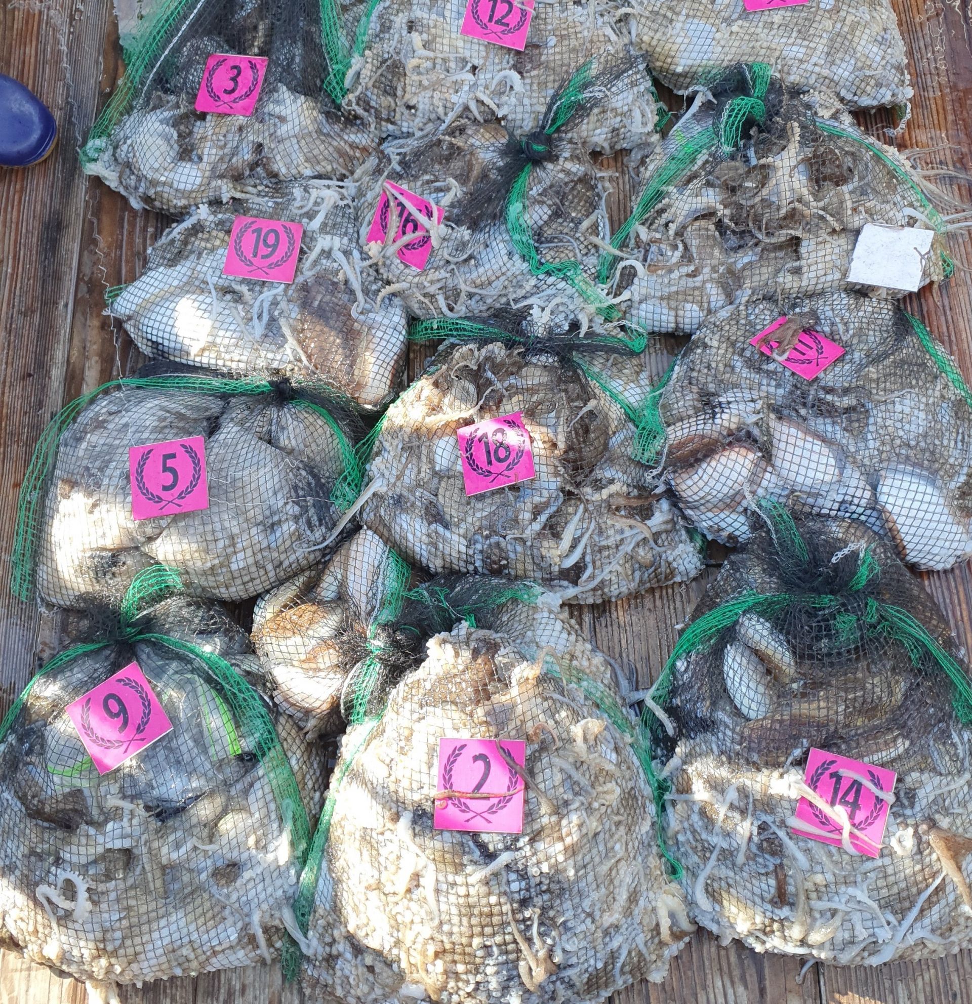 **쭈꾸미** (낚시의 원조 홍원항)  ^^위풍당당^^ 뉴~ 승리호 9/9 왕~대~박~~망태기 조황입니다!!