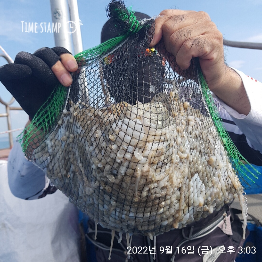 ***쭈꾸미*** (낚시의 원조 홍원항) 요포선단 ~제1선단  장진호 9/16 만~족~~한 망태기 조황!!