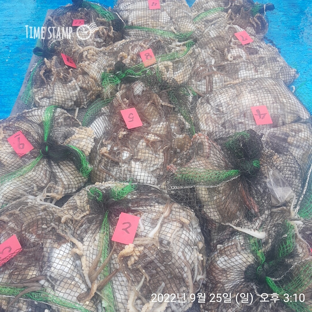 ***쭈꾸미*** (낚시의 원조 홍원항) 요포선단 ~제1선단  장진호 9/25 만~족~~한 망태기 조황!!