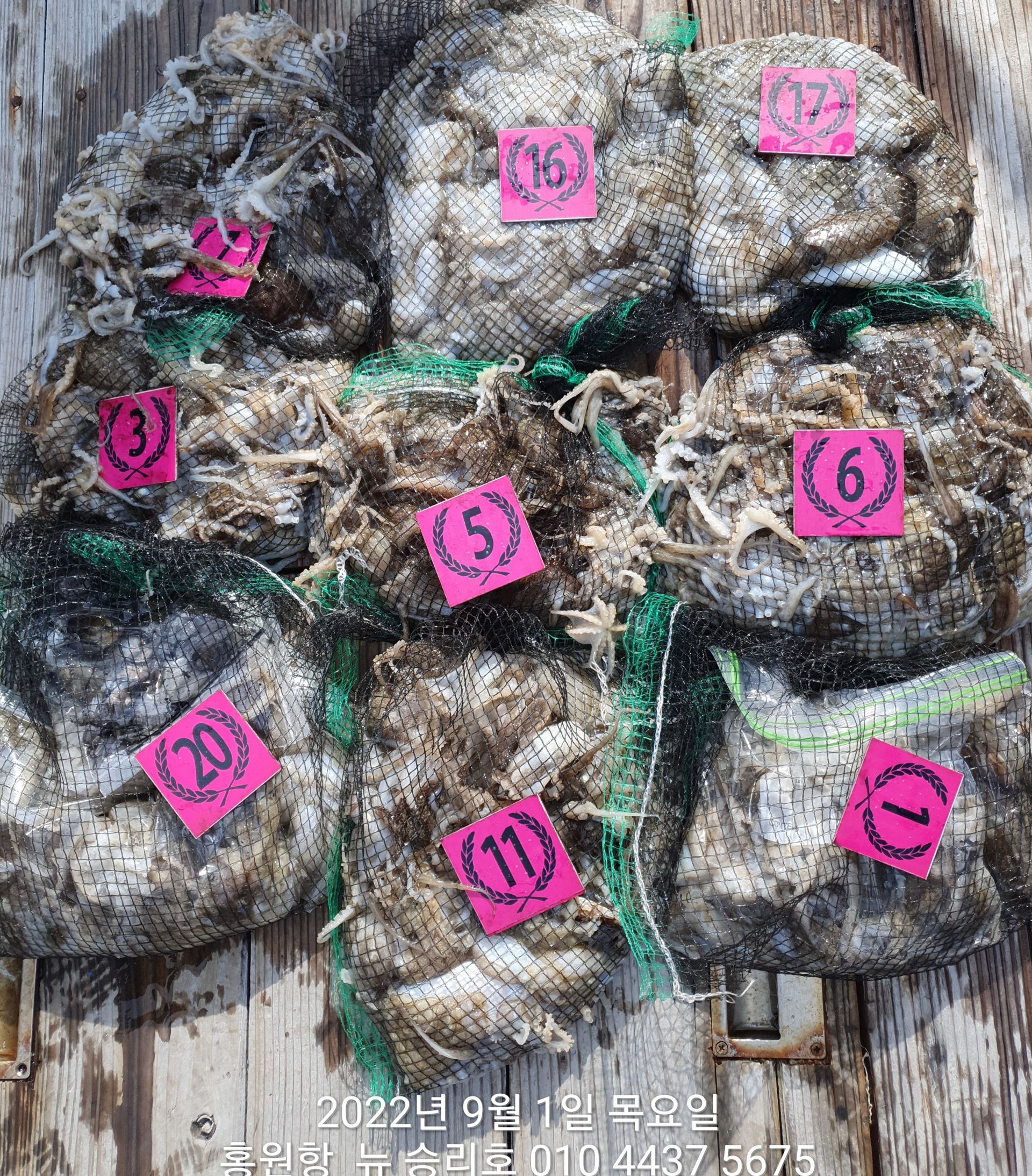 **쭈꾸미** 낚시의원조 홍원항 요포선단 ^^위풍당당^^ 뉴~ 승리호 9월첫날  망태기 조황입니다!!