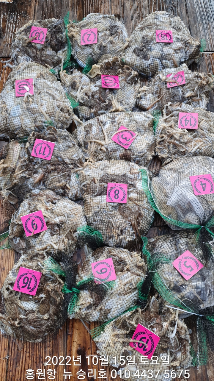 **쭈꾸미** (낚시의 원조 홍원항)  ^위풍당당^ 뉴~ 승리호 10/15 만~족~한  망태기 조황입니다!!