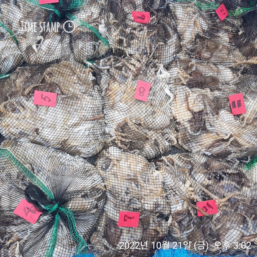 **쭈꾸미** (낚시의 원조 홍원항) 요포선단 ~제1선단~  장진호 10/21 만~족~~한 망태기 조황!!