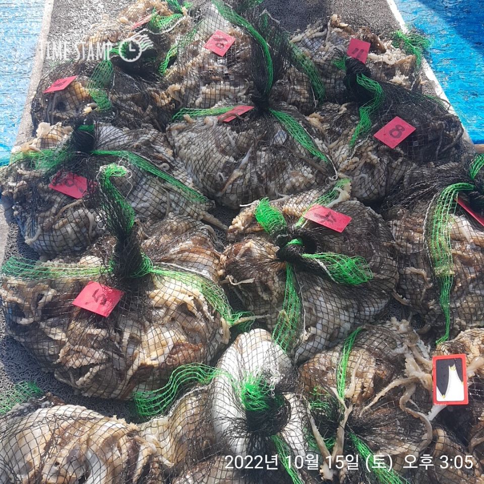 10/15 **쭈꾸미** (낚시의 원조 홍원항) 요포낚시 ~제1선단~ 장진호  쭈꾸미 한망태기 조황입니다!!