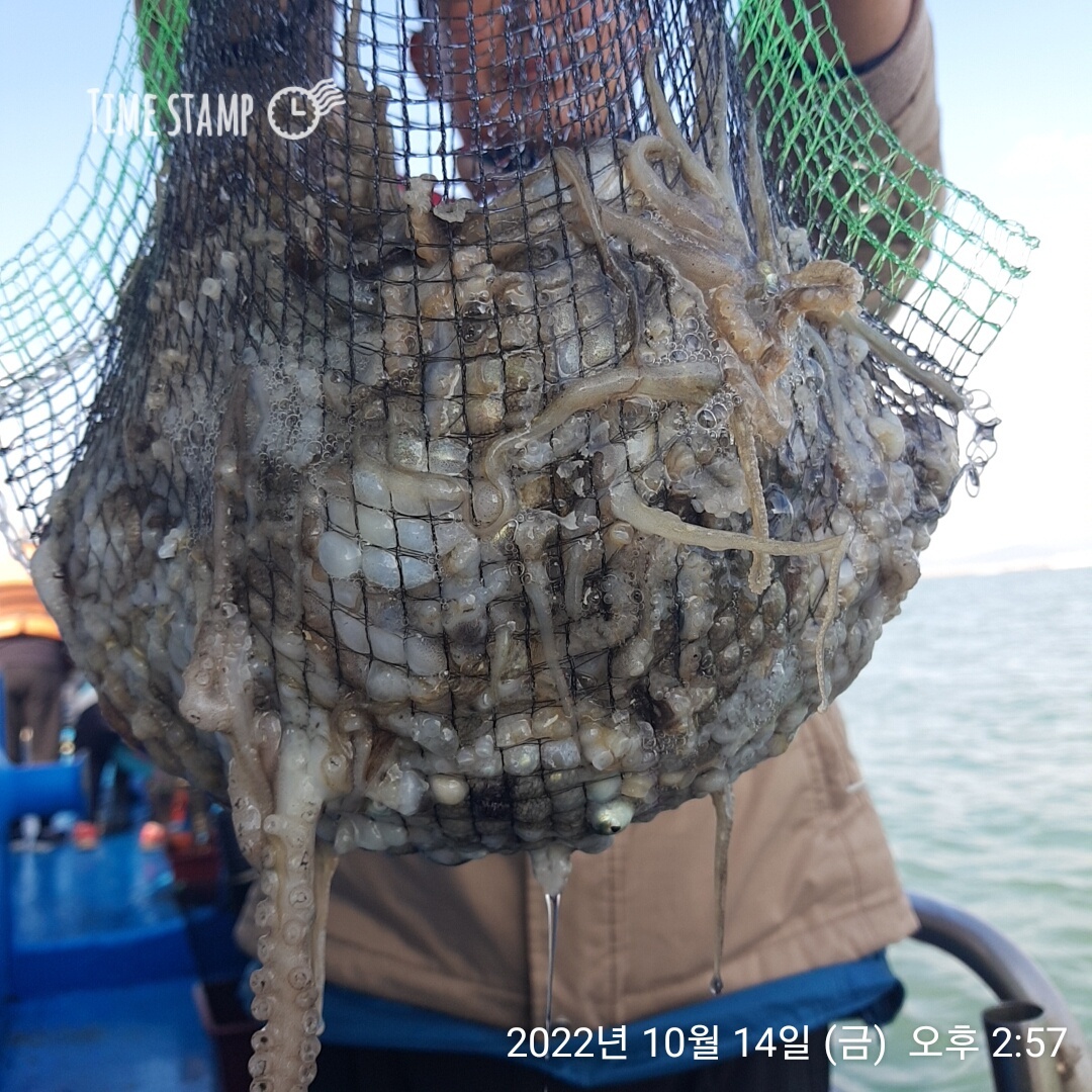 **쭈꾸미** (낚시의 원조 홍원항) 요포낚시 ~제1선단~ 장진호  10/14 쭈꾸미 한망태기 조황입니다!!