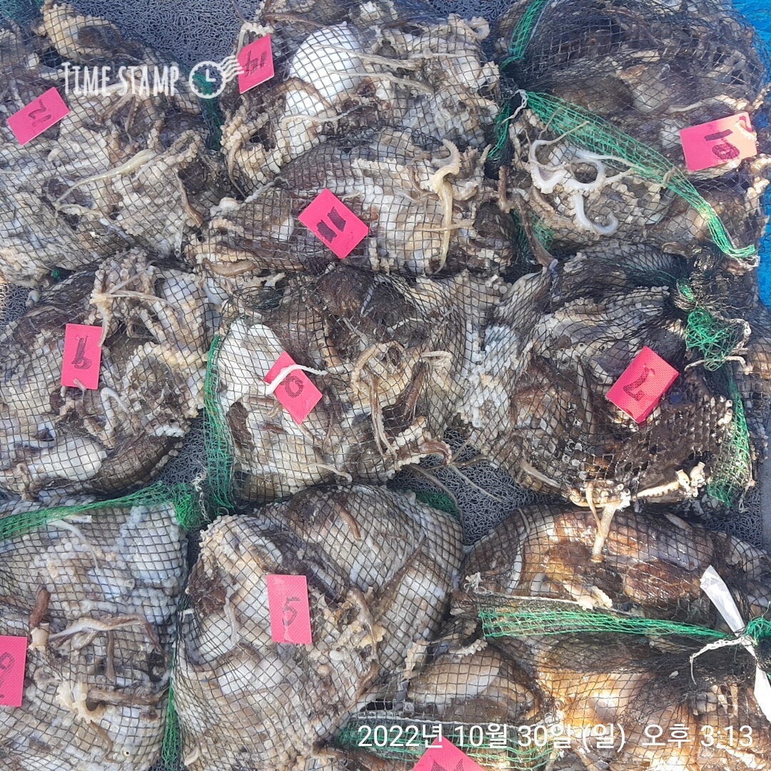 ***쭈꾸미*** 10월30일 요포선단 ~제1선단  장진호  만~족~~한 망태기 조황!!