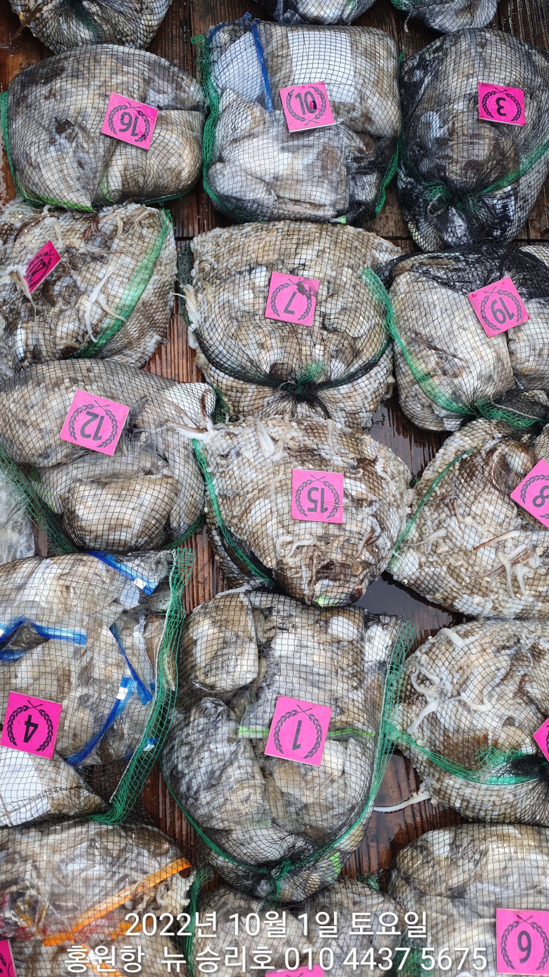 홍원항 ^^위풍당당^^ 뉴~승리호 10월1일 갑오징어&쭈꾸미1인 2망 터질듯한 망태기 조황 입니다!!