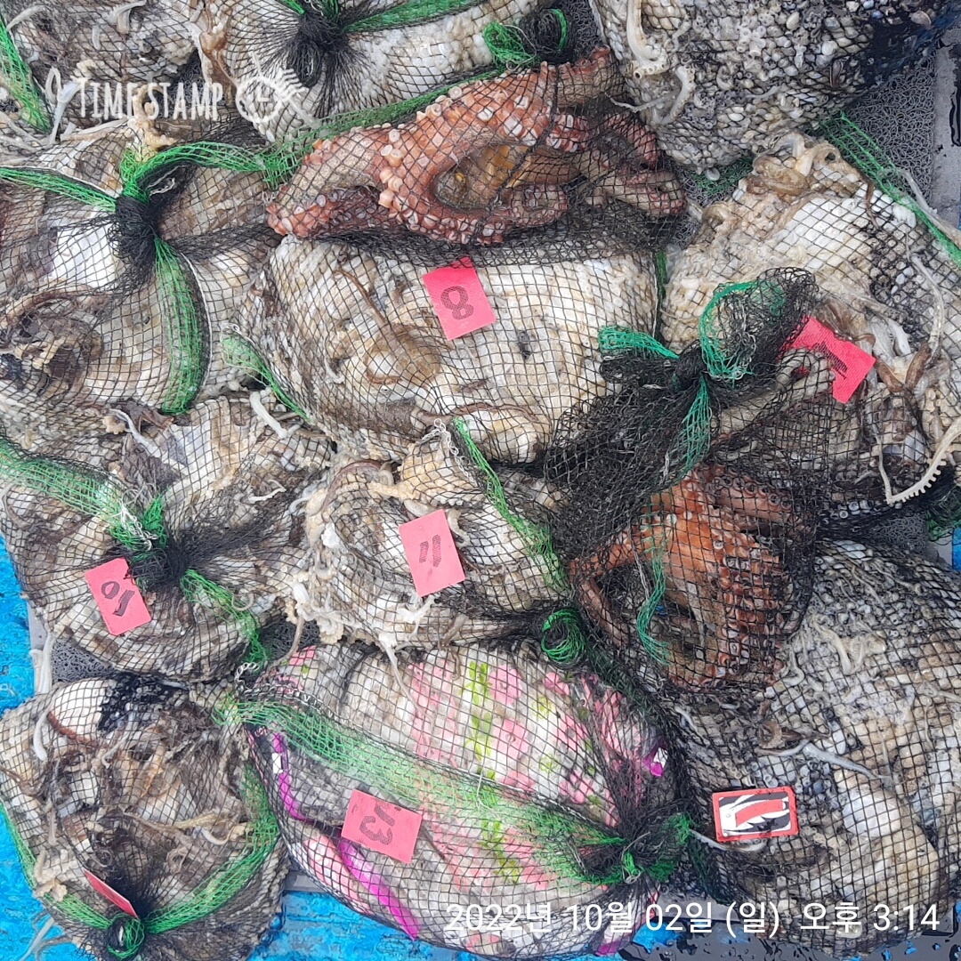 (홍원항) 요포낚시 ~제1선단~ 장진호 10/2일 갑오징어&쭈꾸미 터질듯 빵~빵~한~~ 망태기조황!!