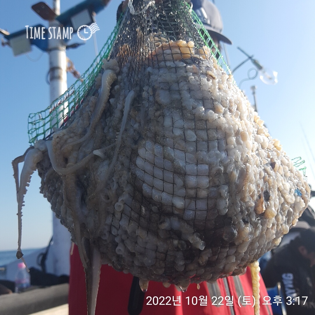 10/22 **쭈꾸미** (낚시의 원조 홍원항) 요포선단 ~제1선단~  장진호  만~족~~한 망태기 조황!!