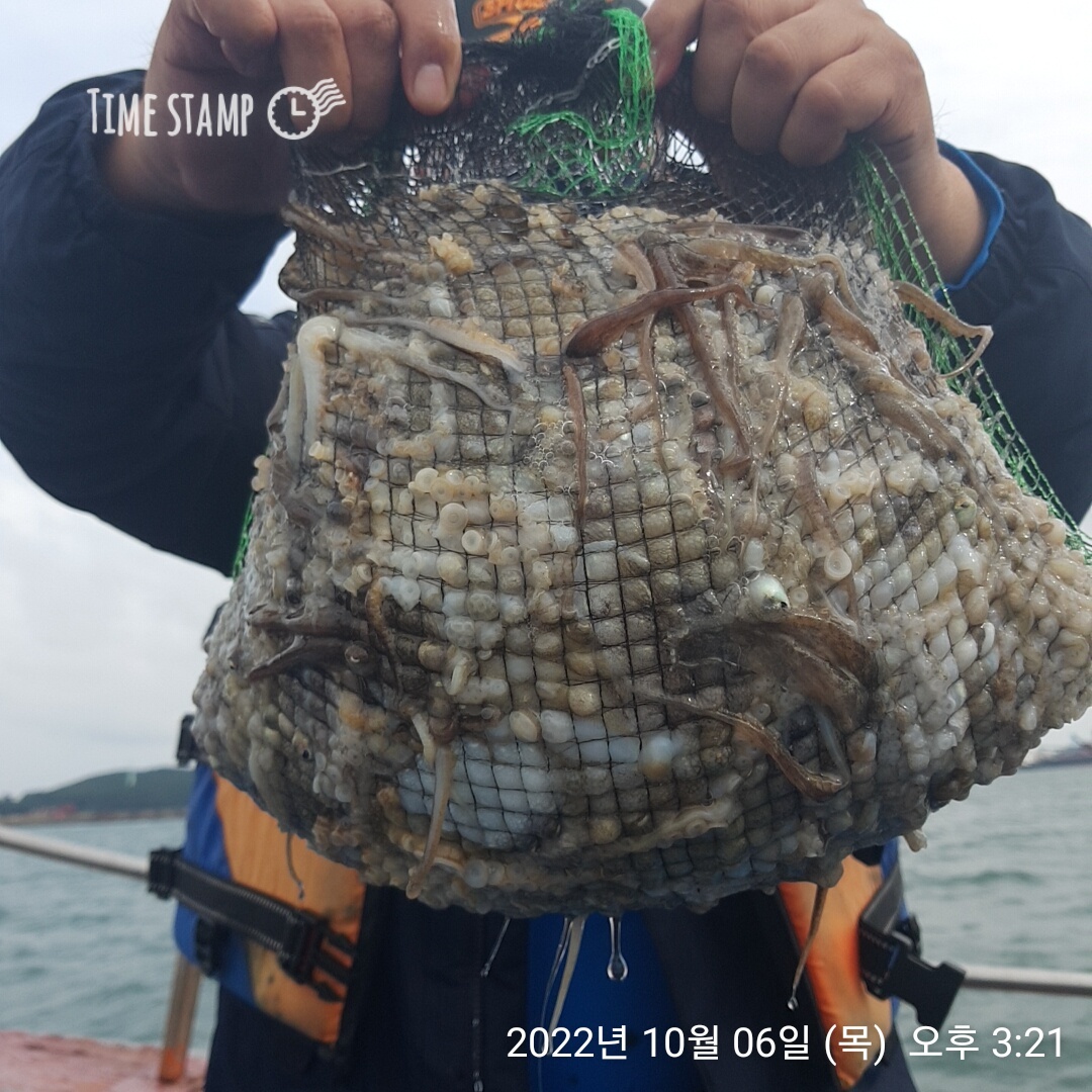 ***쭈꾸미*** (낚시의 원조 홍원항) 요포선단 ~제1선단  장진호 10/6 만~족~~한 망태기 조황!!