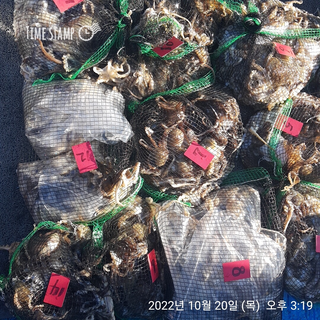 **쭈꾸미** (낚시의 원조 홍원항) 요포낚시 ~제1선단~ 장진호 10/20 만족한   망태기 조황입니다!!