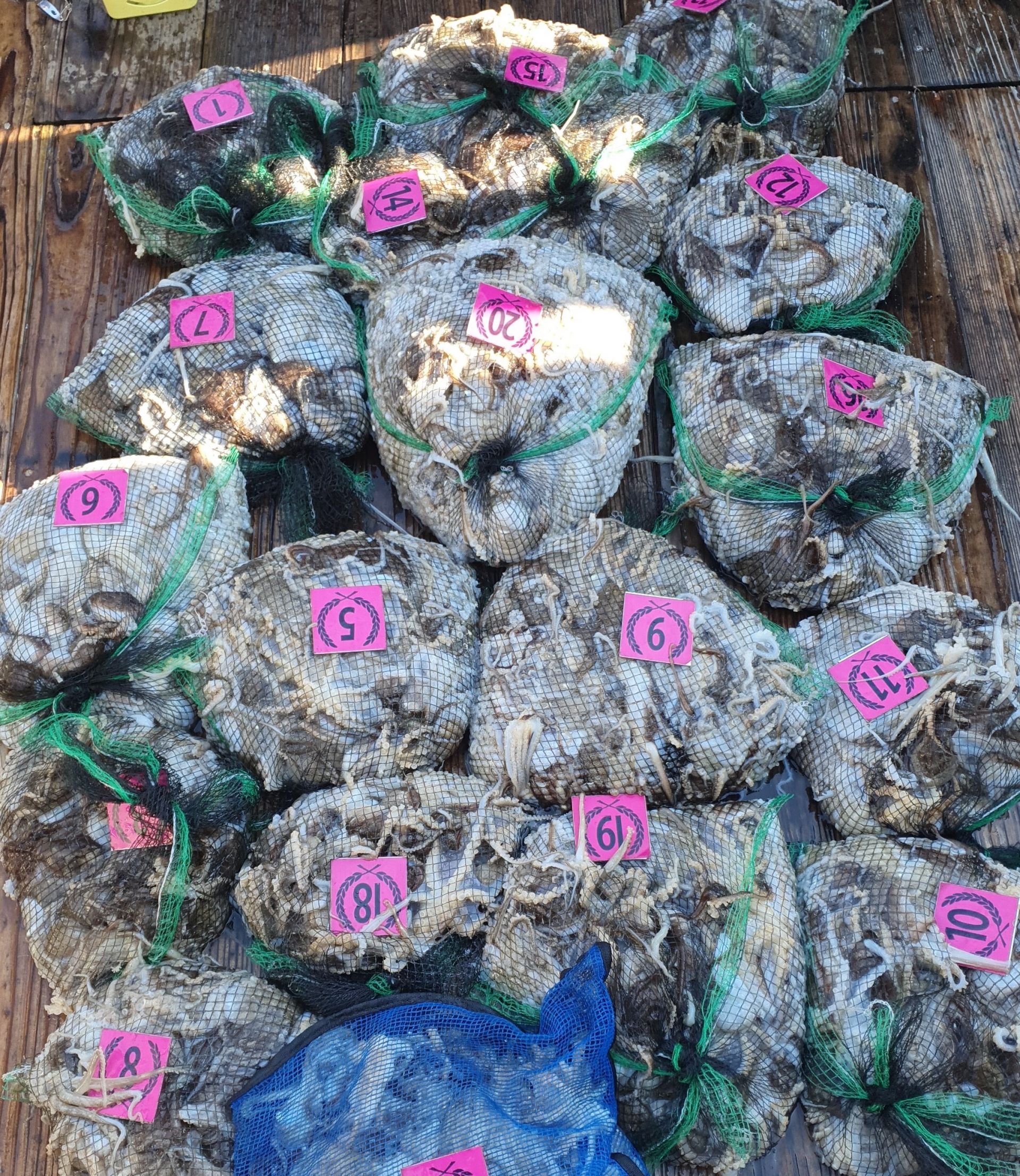 **쭈꾸미** (낚시의 원조 홍원항)  ^위풍당당^ 뉴~ 승리호 10/20만~족~한  망태기 조황입니다!!