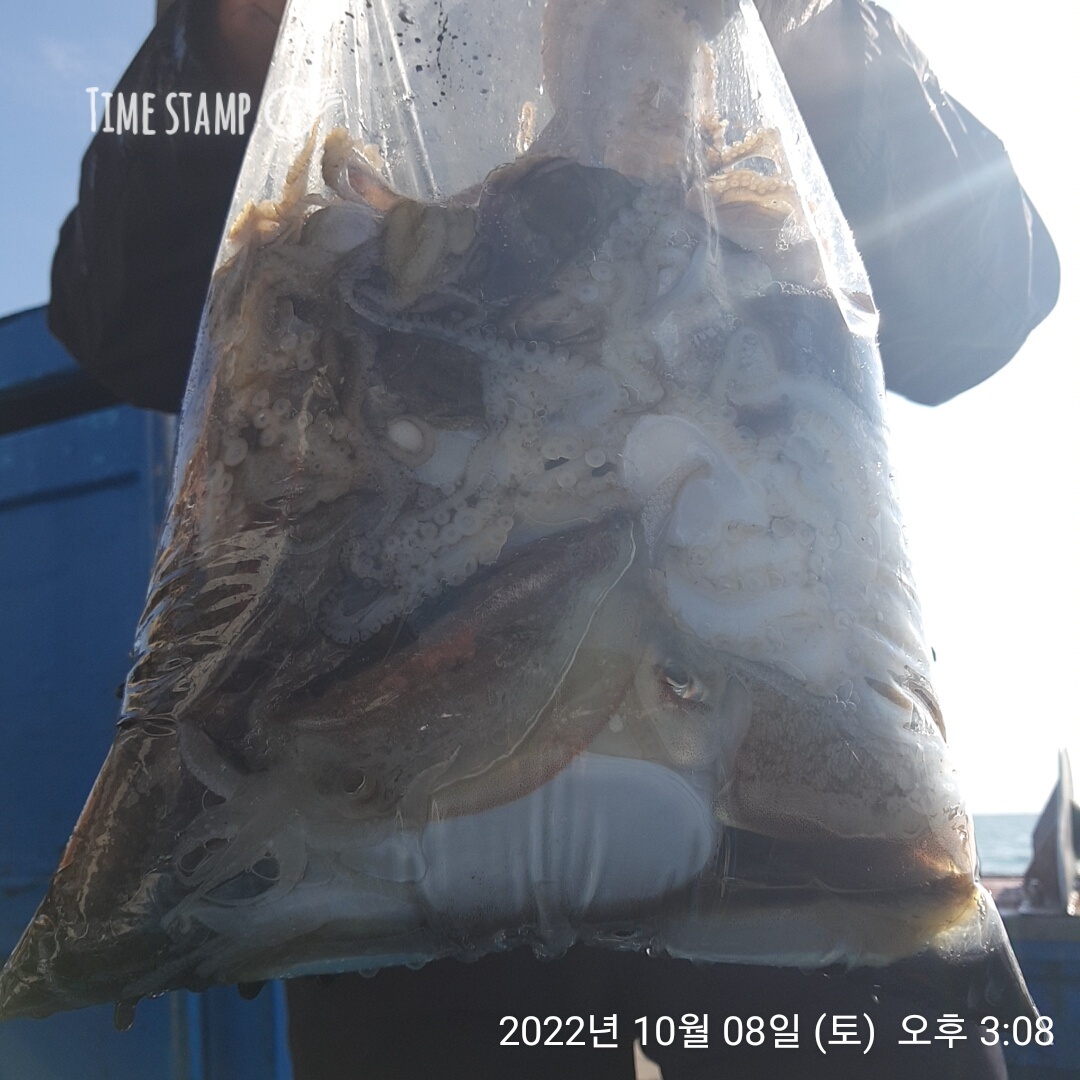 ***쭈꾸미*** (낚시의 원조 홍원항) 요포선단 ~제1선단~  장진호 만~족~한~~ 망태기 조황!!