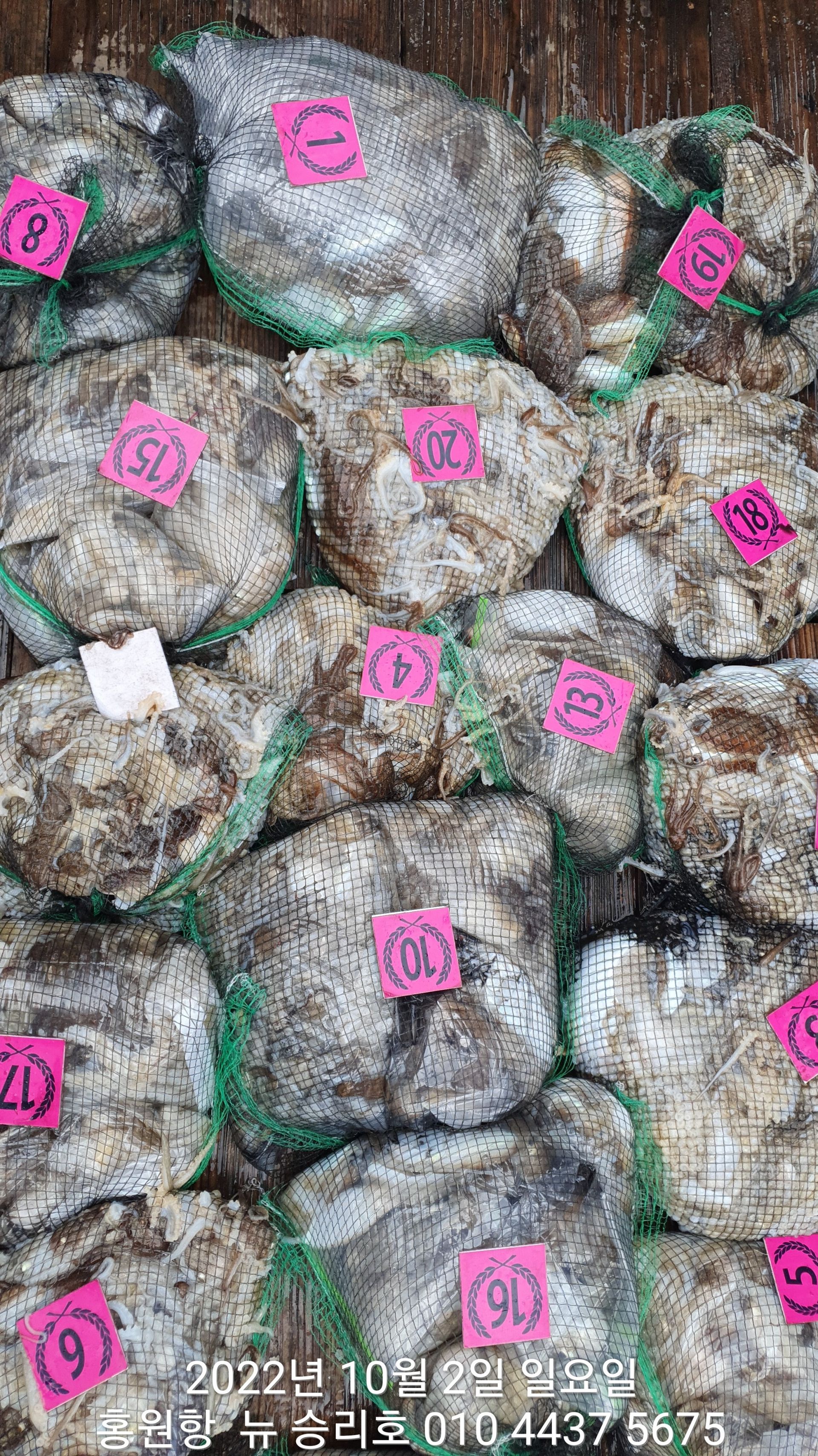 10/2 (홍원항) 요포선단 ^^위풍당당^^ 뉴~승리호 1인 2망 갑오징어&쭈꾸미 엄~청~난 조황입니다!!