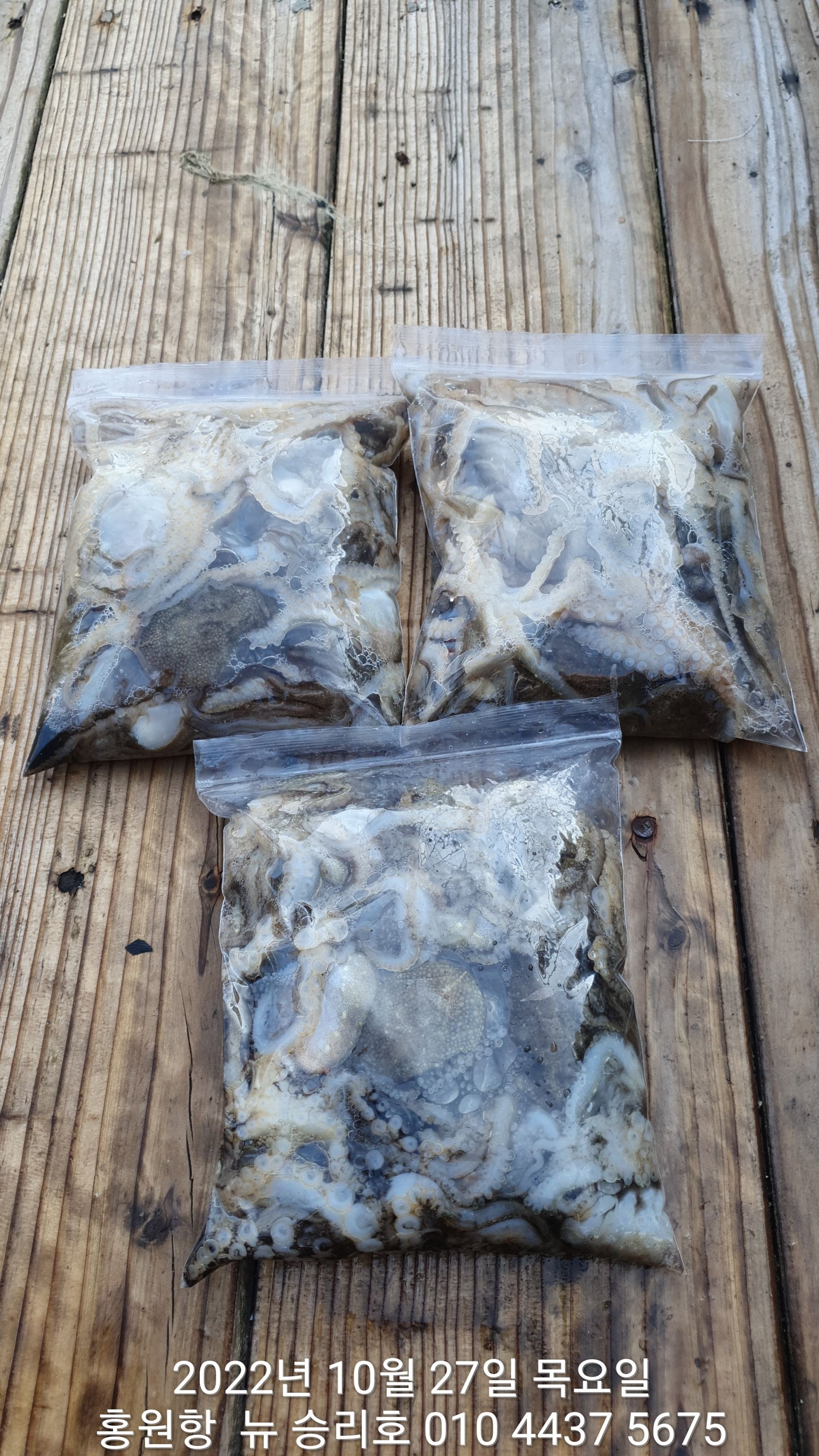 **쭈꾸미** 낚시의원조 홍원항 요포선단 ^^위풍당당^^ 뉴~승리호 2시간 선장님 짬낚 입니다!!