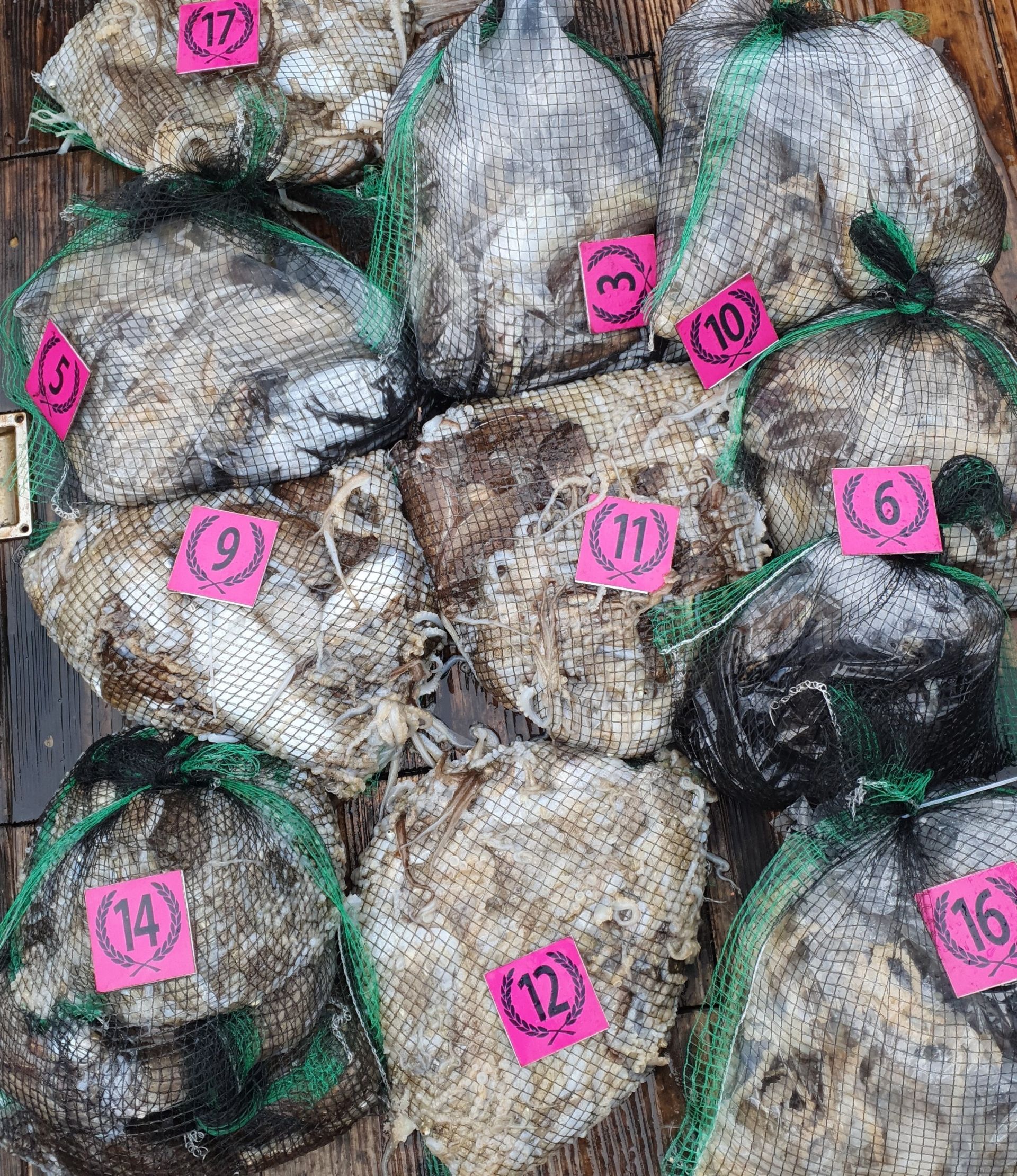 *쭈꾸미* (낚시의 원조 홍원항)  ^^위풍당당^^ 뉴~ 승리호 10/6 만~족~한  망태기 조황입니다!!