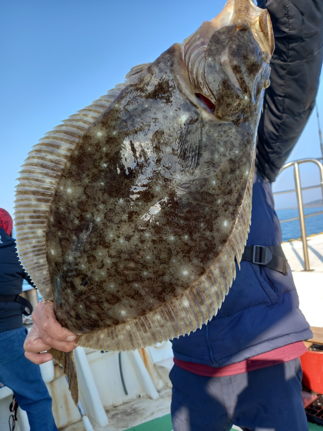 11월18일 장진호 김선장님 타선박에 승선 출조 8자 가까운 대물 광어 포획!!