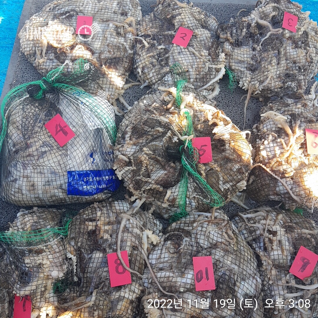***쭈꾸미*** (낚시의 원조 홍원항) 요포선단 ~제1선단  장진호 11/19만~족~~한 망태기 조황!!