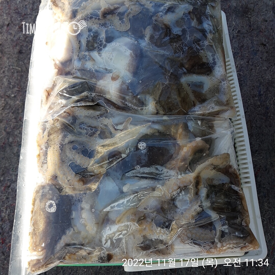 11월17일 홍원항 요포선단 ~제1선단~ 장진호 선장님 쭈꾸미 오전짬낚 조황입니다!!