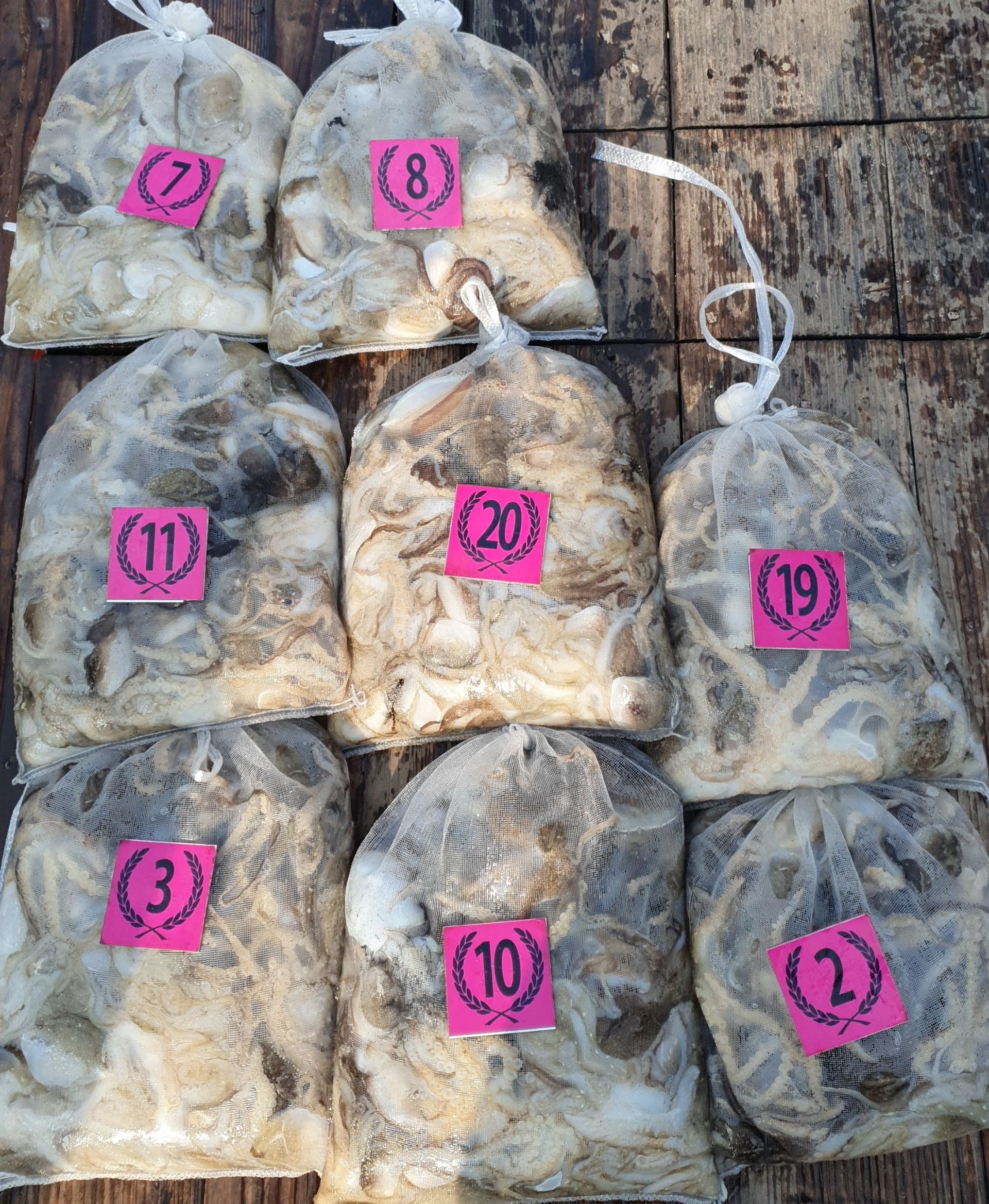 11월1일  ^^위풍당당^^ 뉴~ 승리호  8분출조   전원 충~분~한  망태기 조황입니다!!